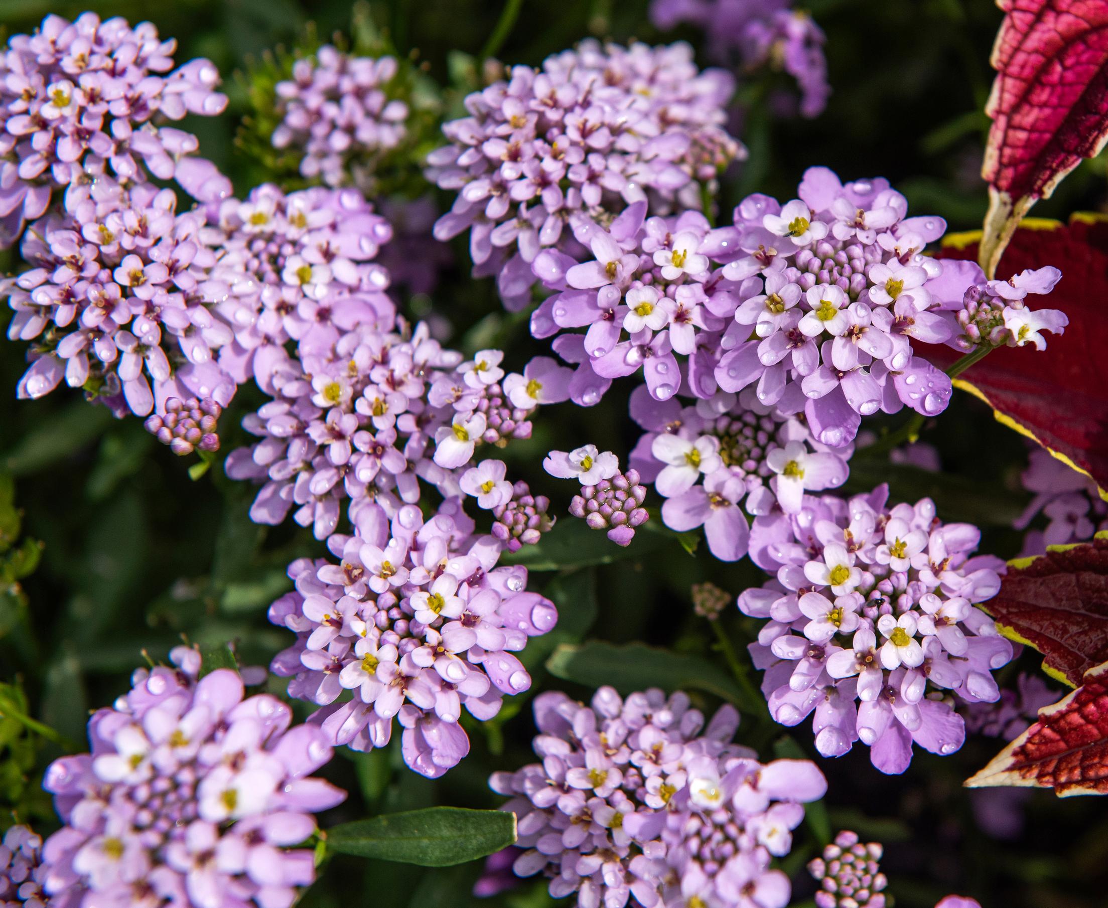 Garden candytuft ’Lilac’