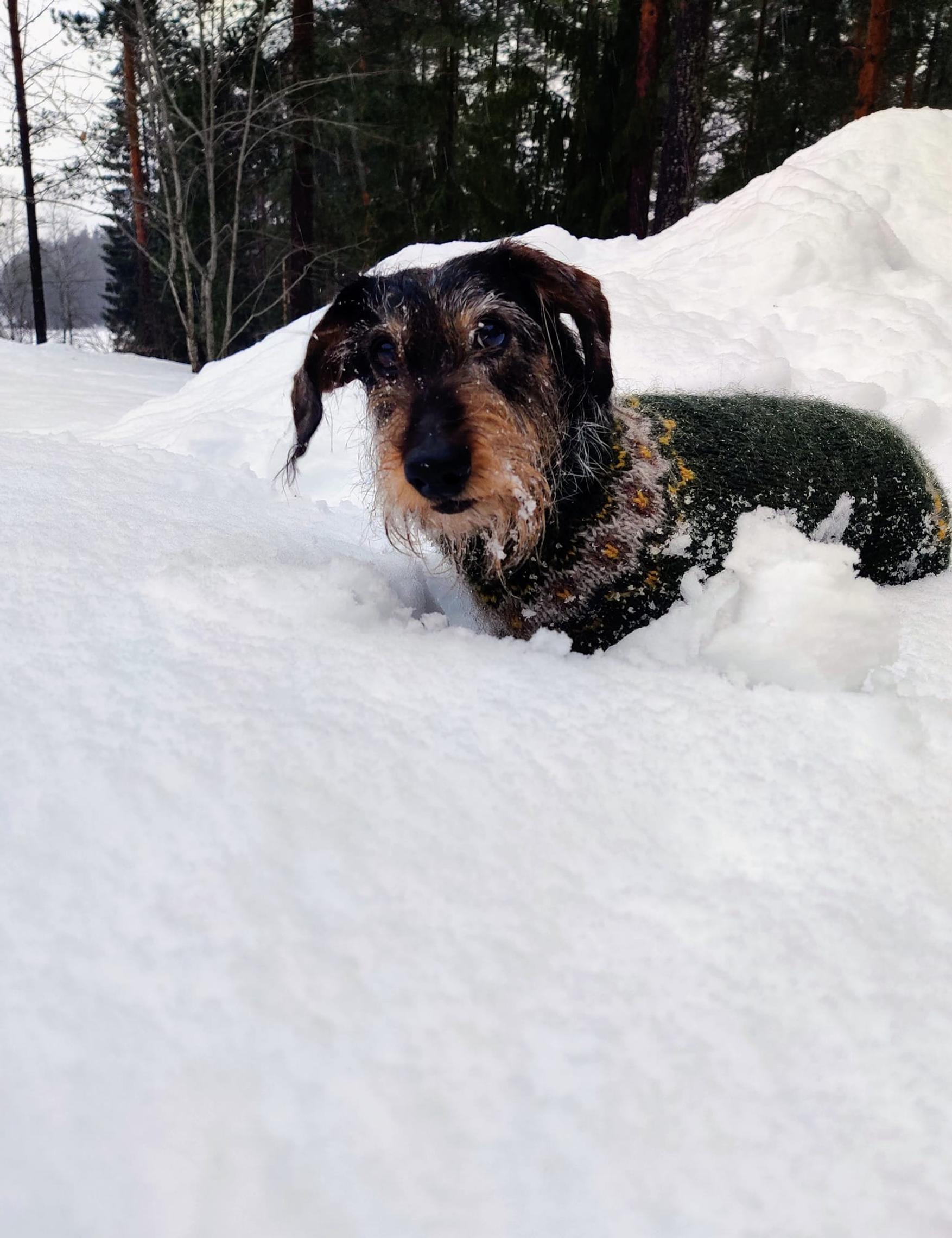 Joa the dog in his Icelandic wool sweater in a snowbank.