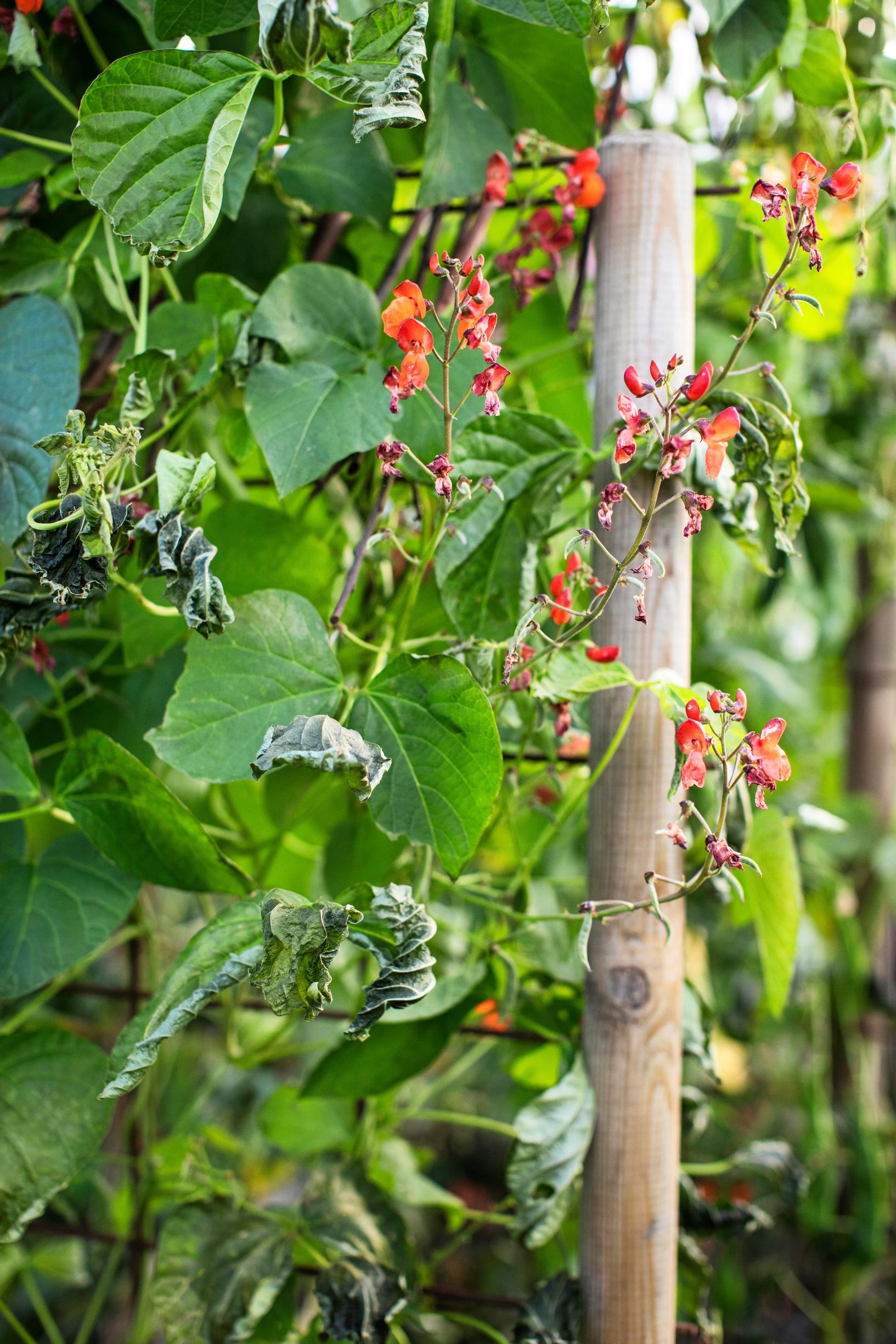 Scarlet runner bean and its orange flowers