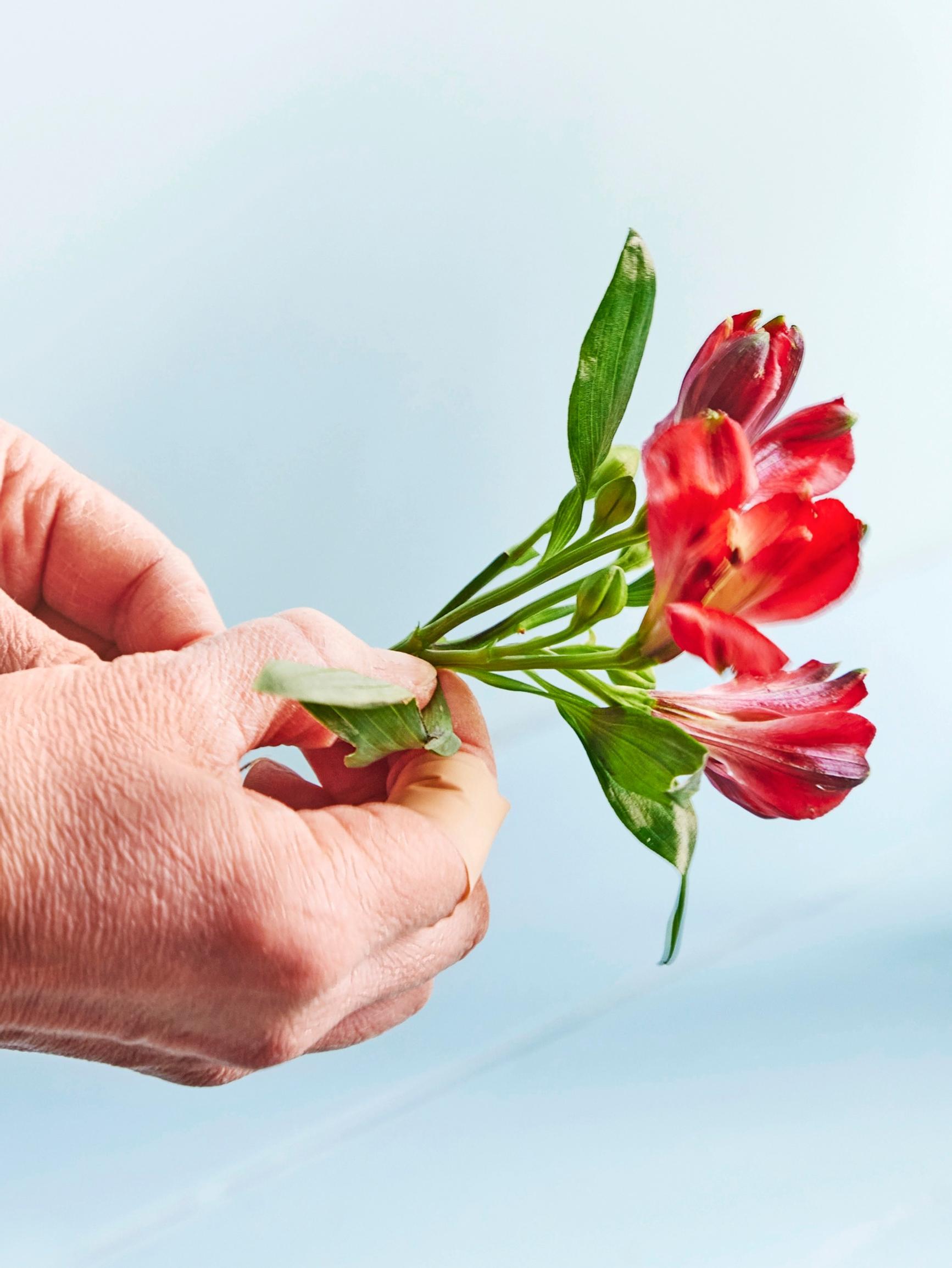 A stem of alstroemeria