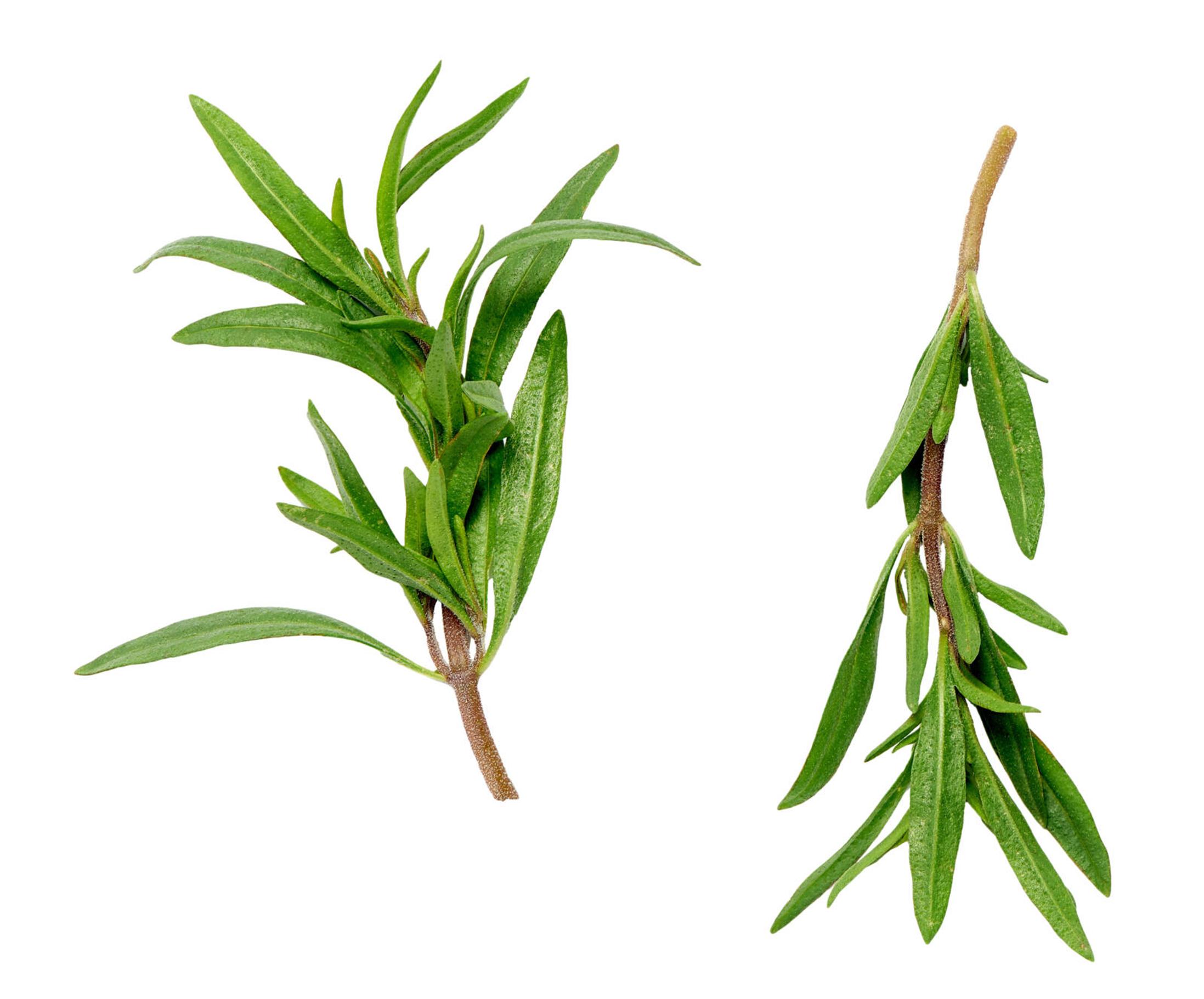 Growing savory: summer savory