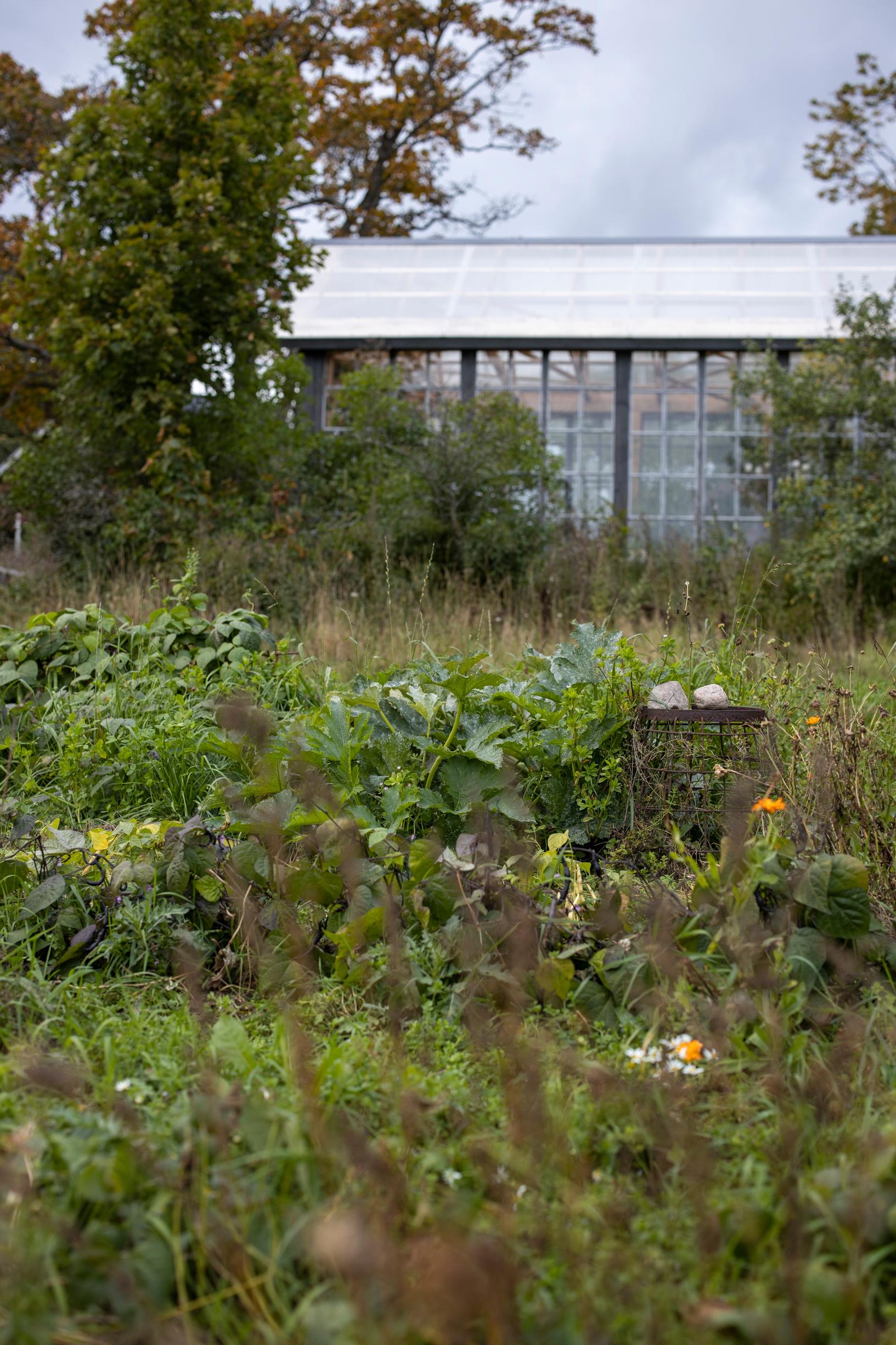 green manure crops in the vegetable garden
