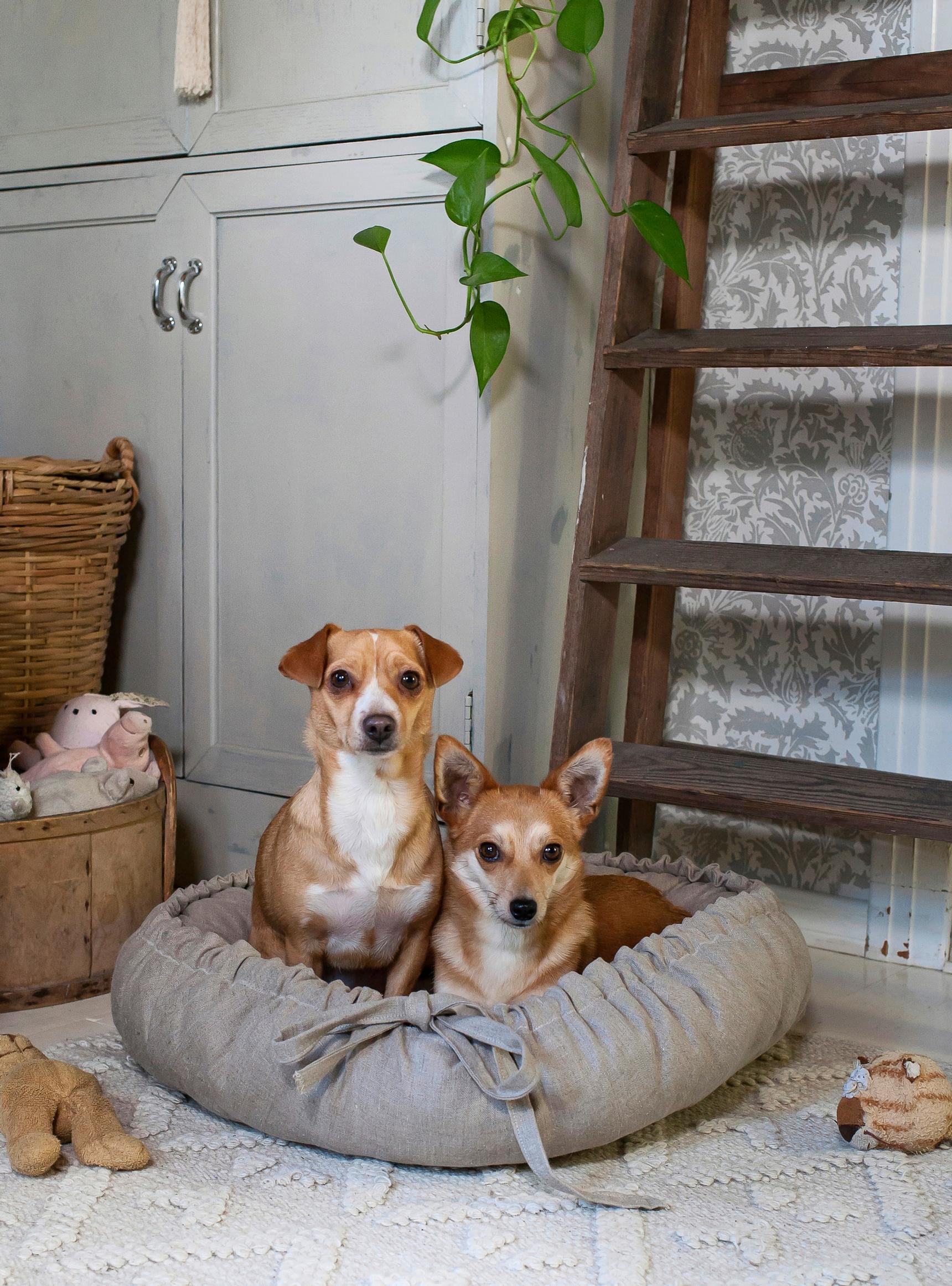 Maria Meder’s dogs in their bed