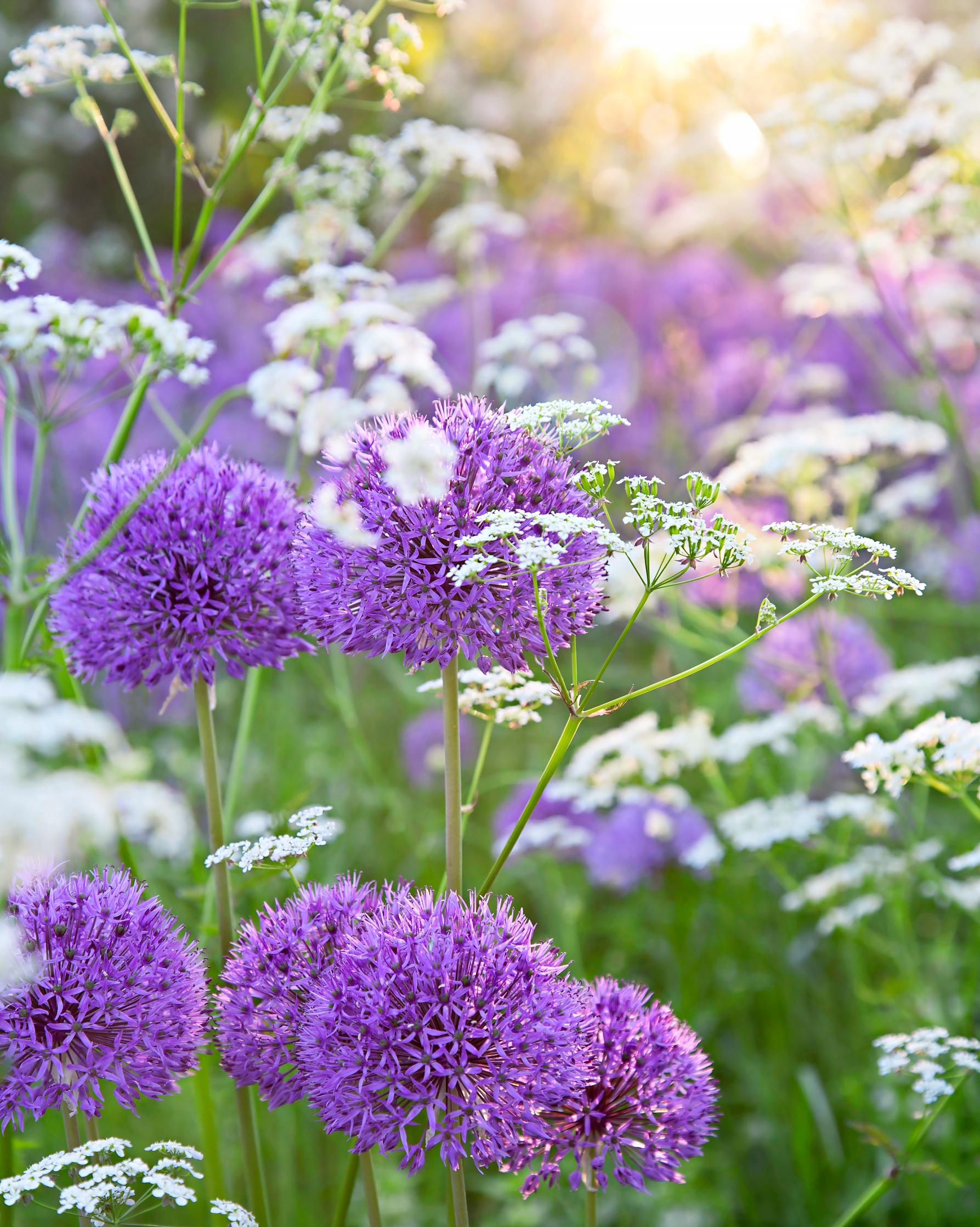Alliums are enchanting early-summer bloomers—here’s how to grow different varieties for decoration or eating
