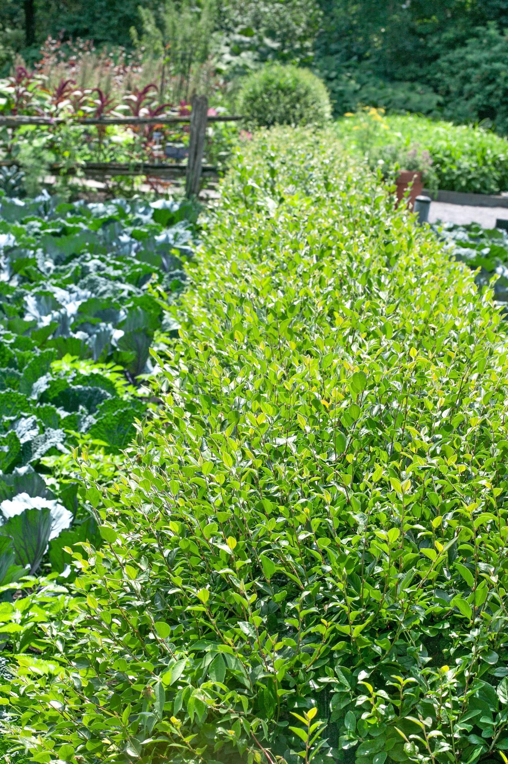 deer-resistant plants