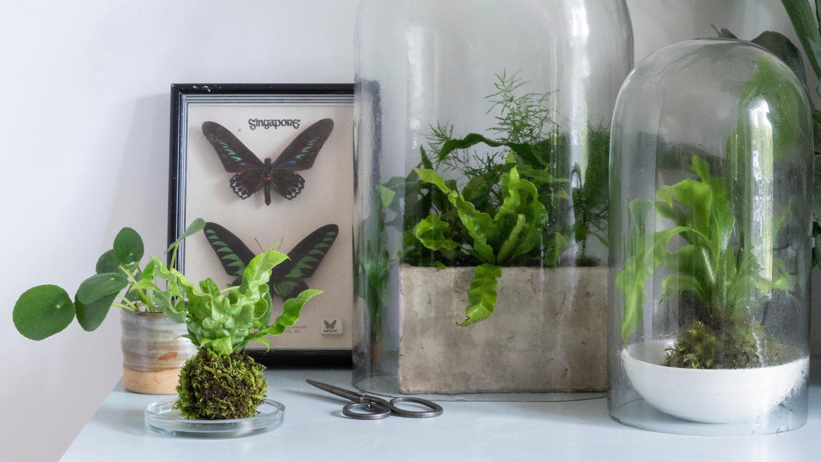 Fall in love with fern! Explore different varieties, pick up care tips, and bring the rainforest into your home