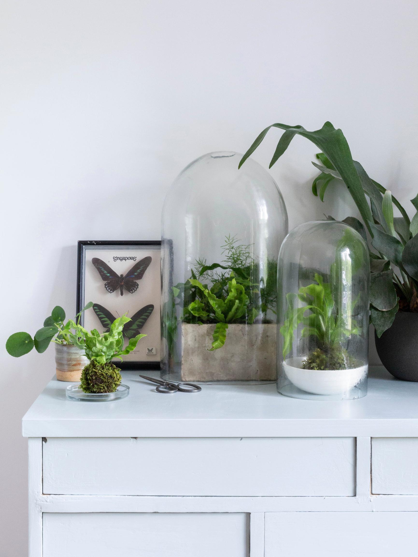 Fall in love with fern! Explore different varieties, pick up care tips, and bring the rainforest into your home