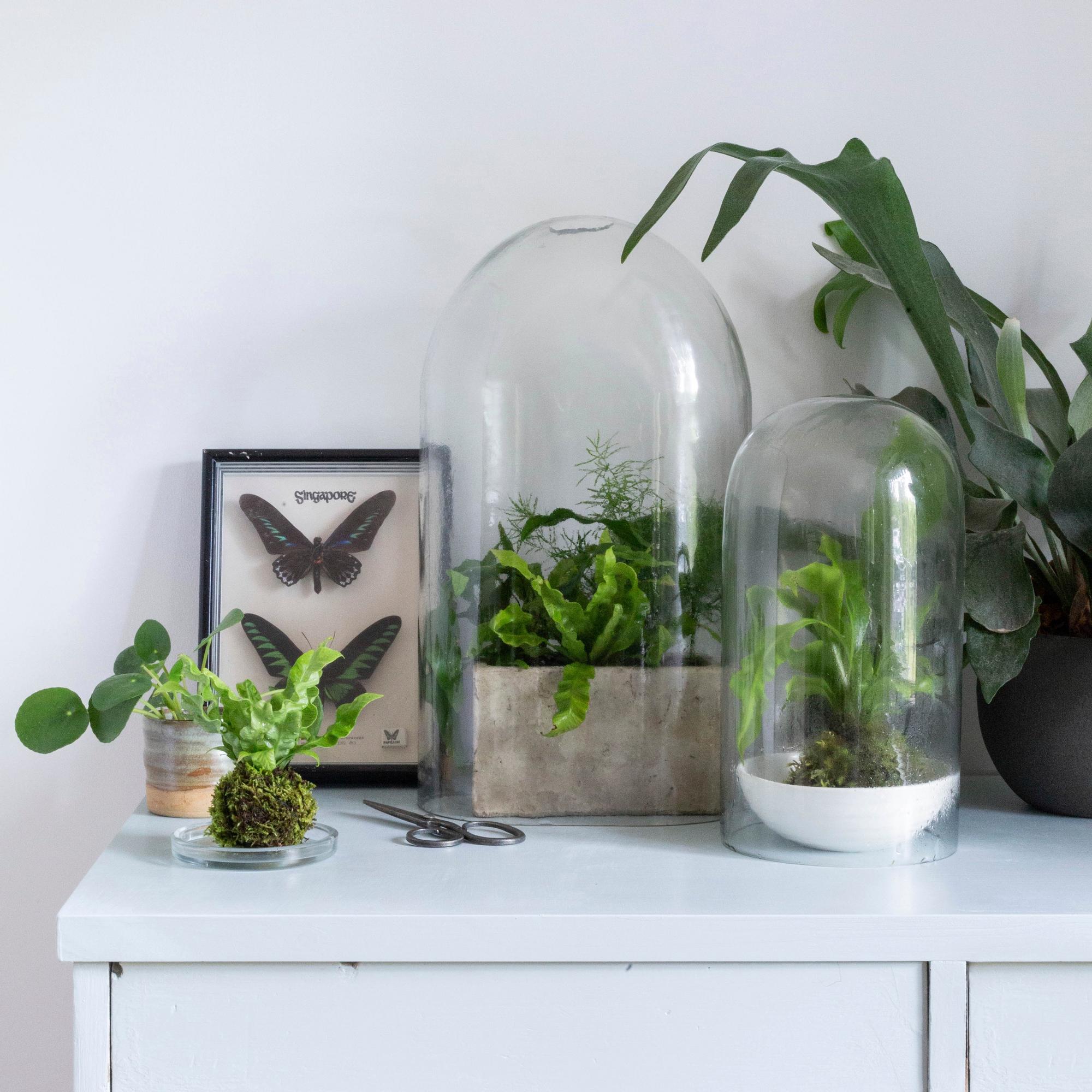 Fall in love with fern! Explore different varieties, pick up care tips, and bring the rainforest into your home