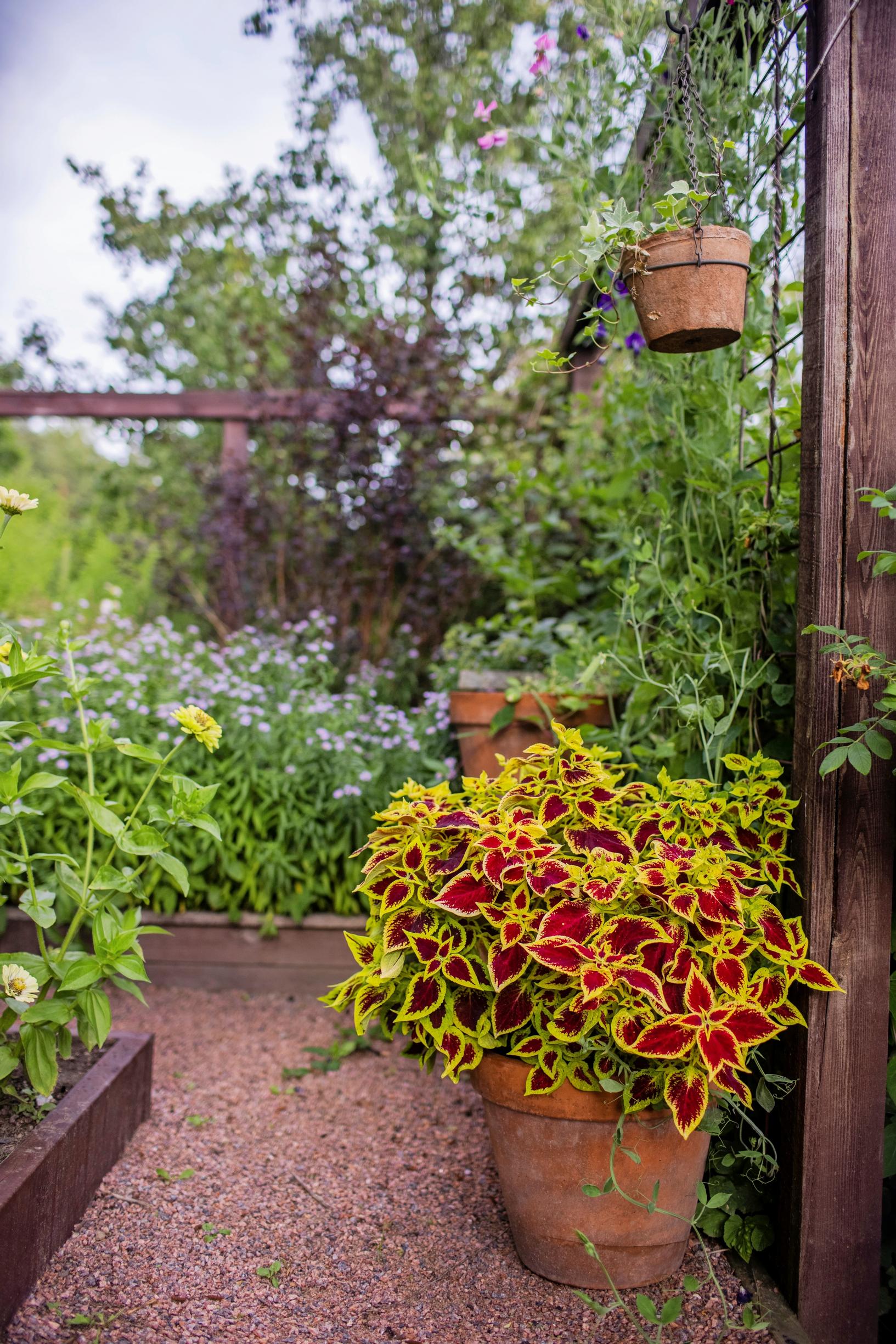 inspiration for summer flower plantings