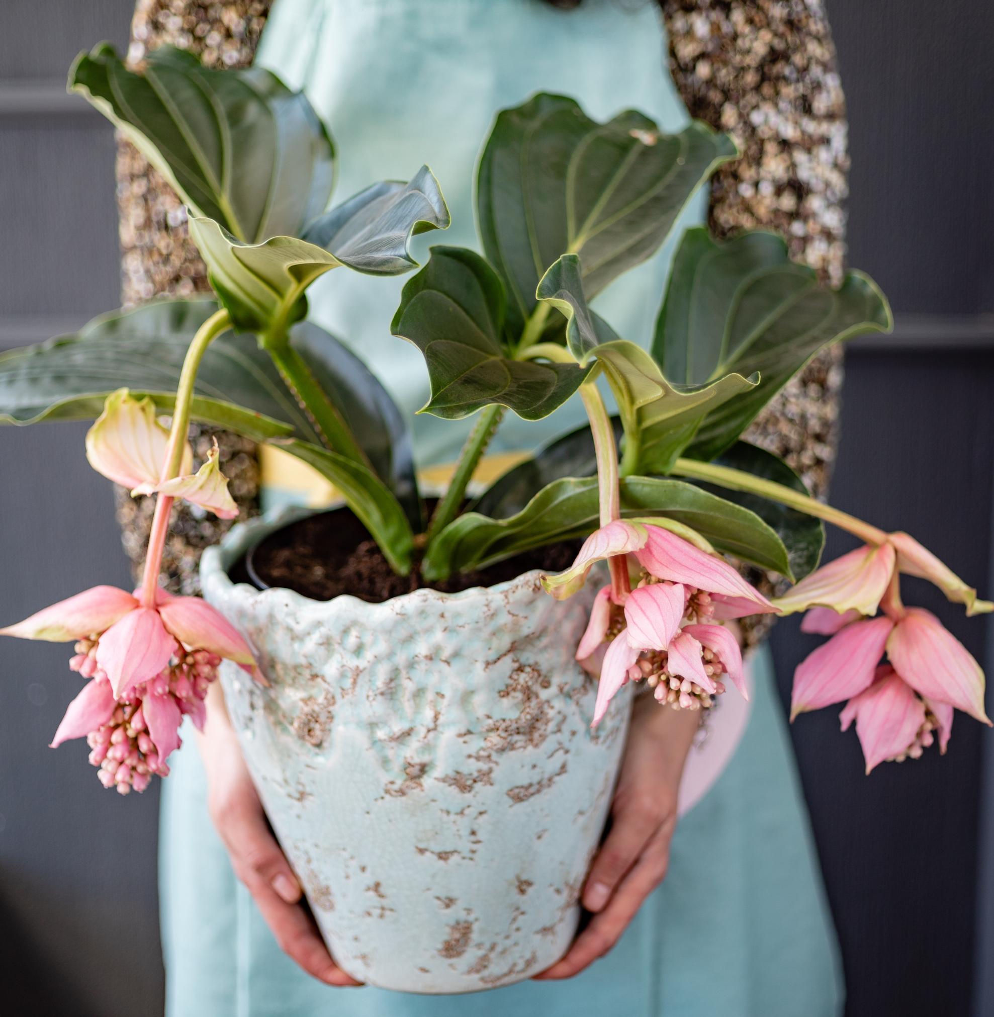 The majestic medinilla: a challenging but rewarding houseplant—try the pebble tray trick!