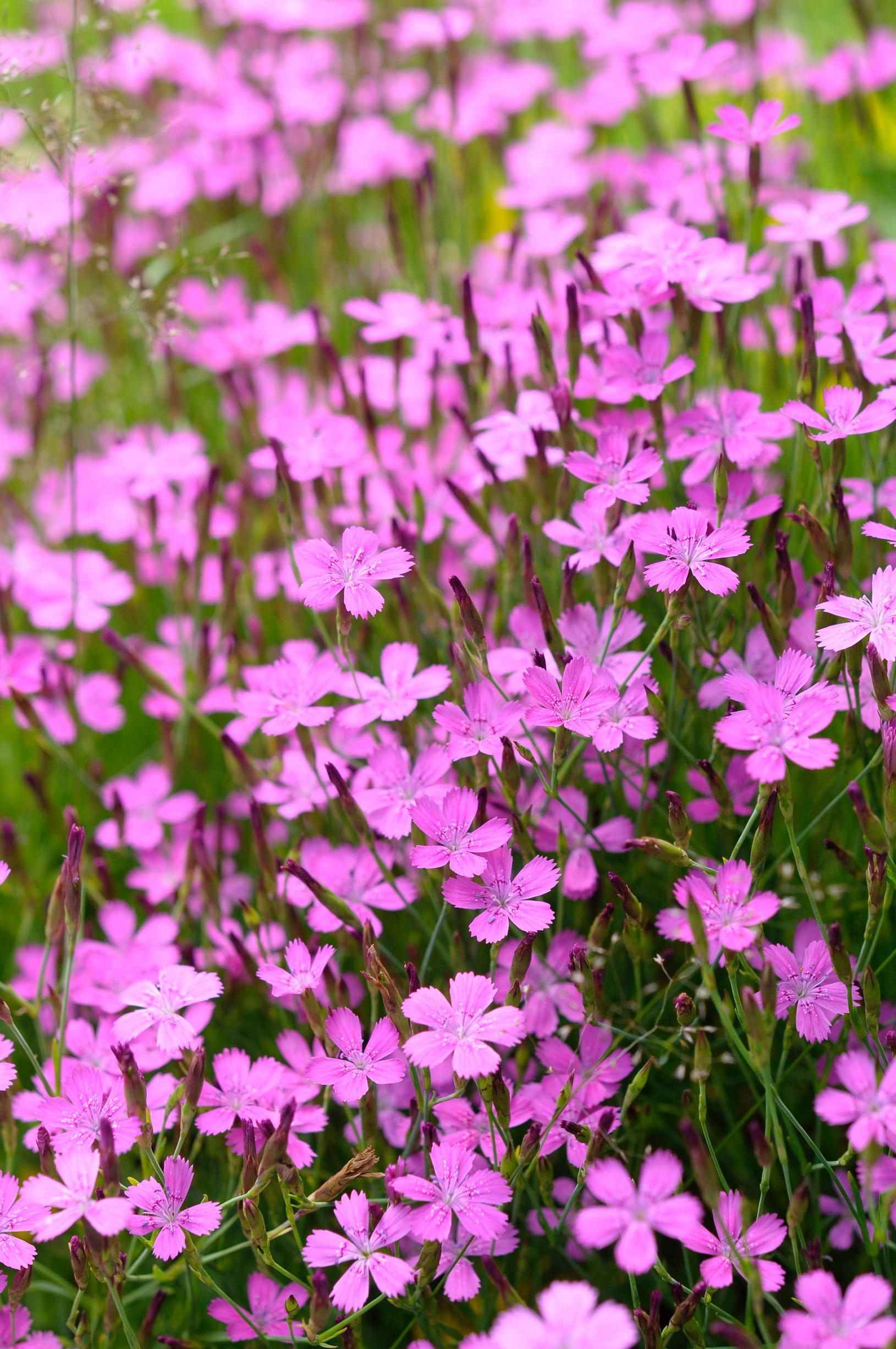 Carnation varieties: Maiden pink