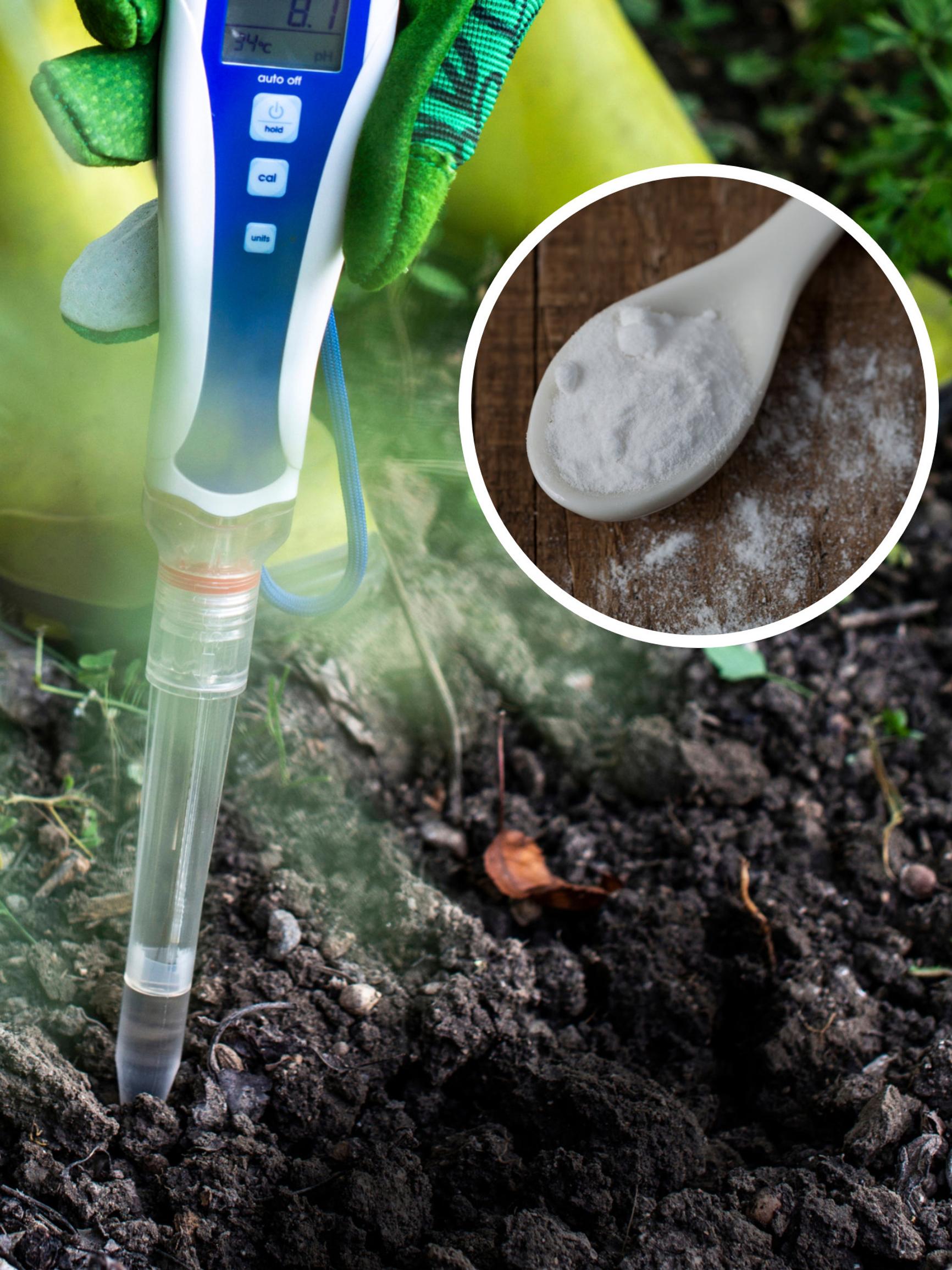 Is your soil acidic or alkaline? Easy DIY pH checks you can do at home