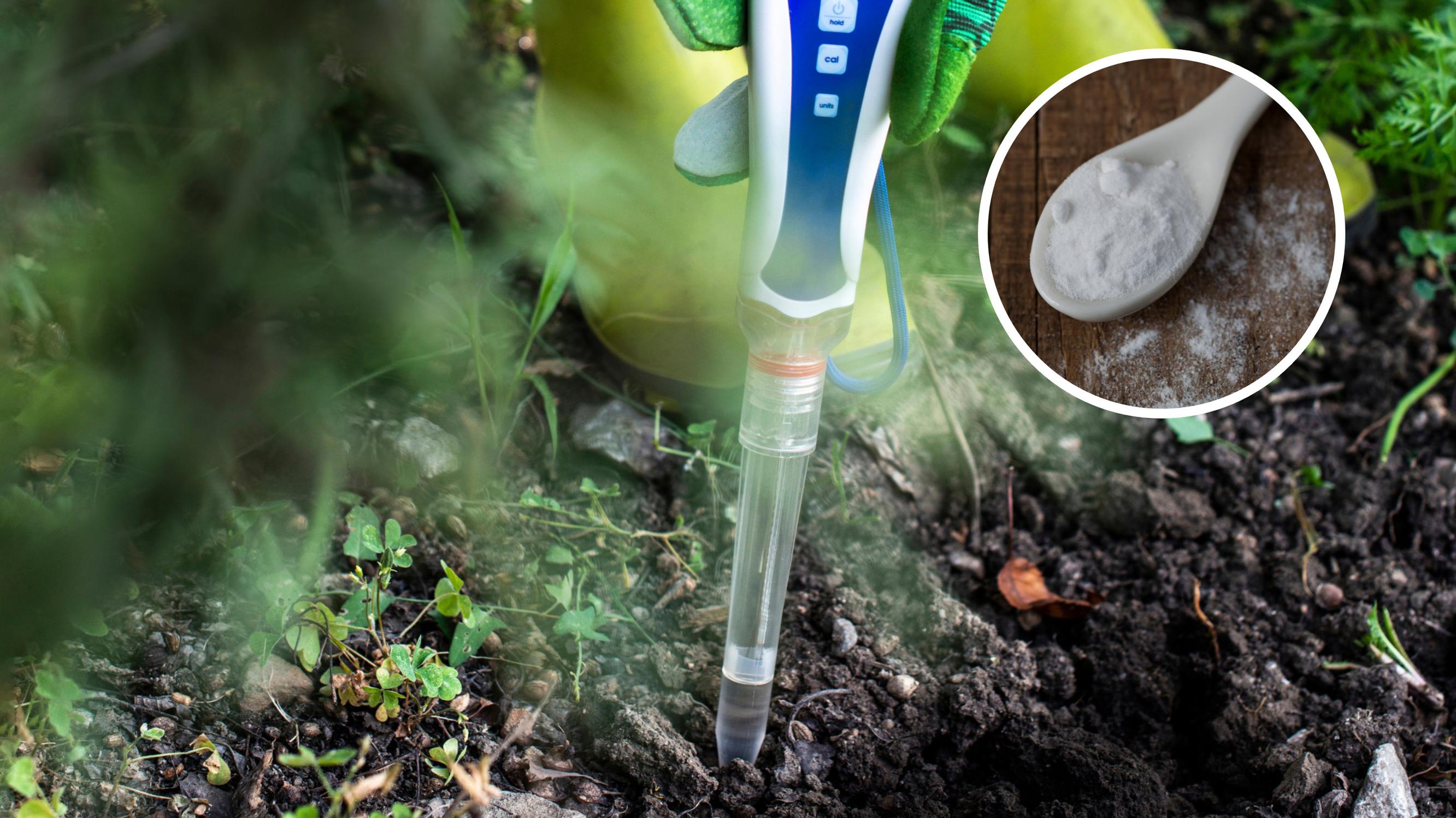Is your soil acidic or alkaline? Easy DIY pH checks you can do at home