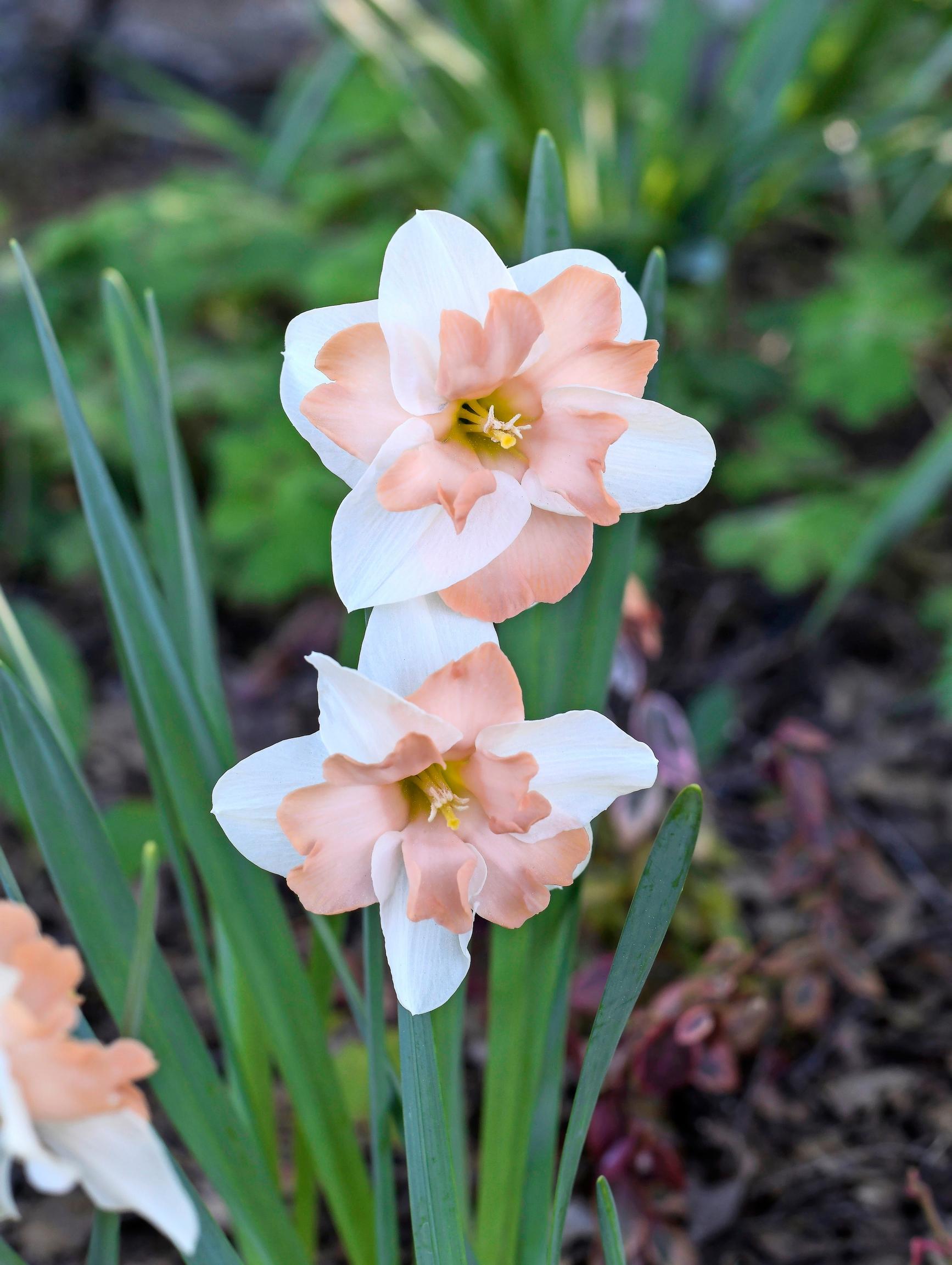 ‘Casanova’ daffodil