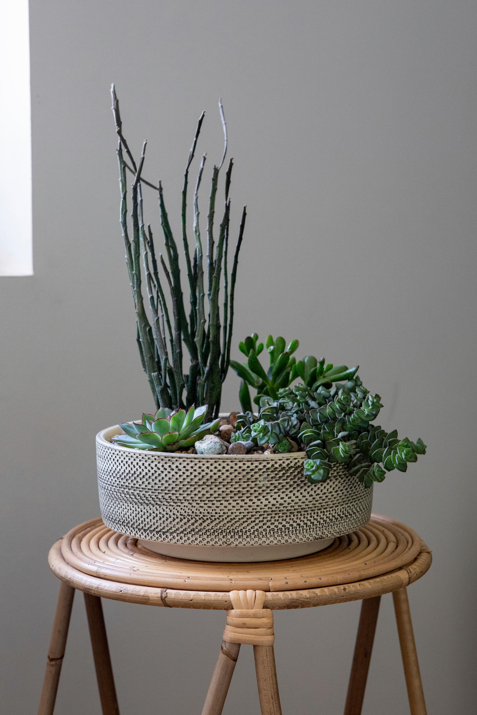 Multiple plants in one pot