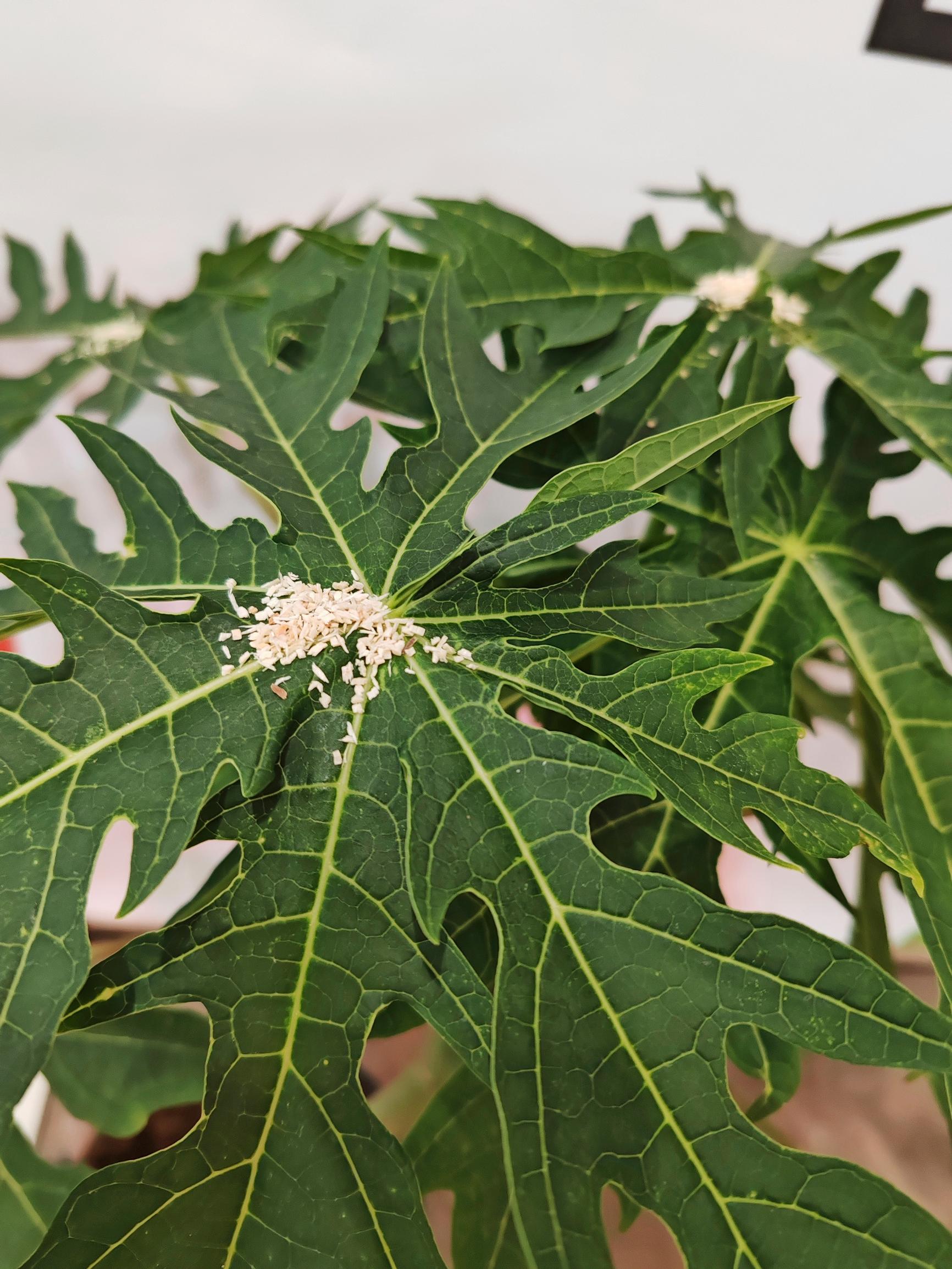 Biological pest control and houseplants