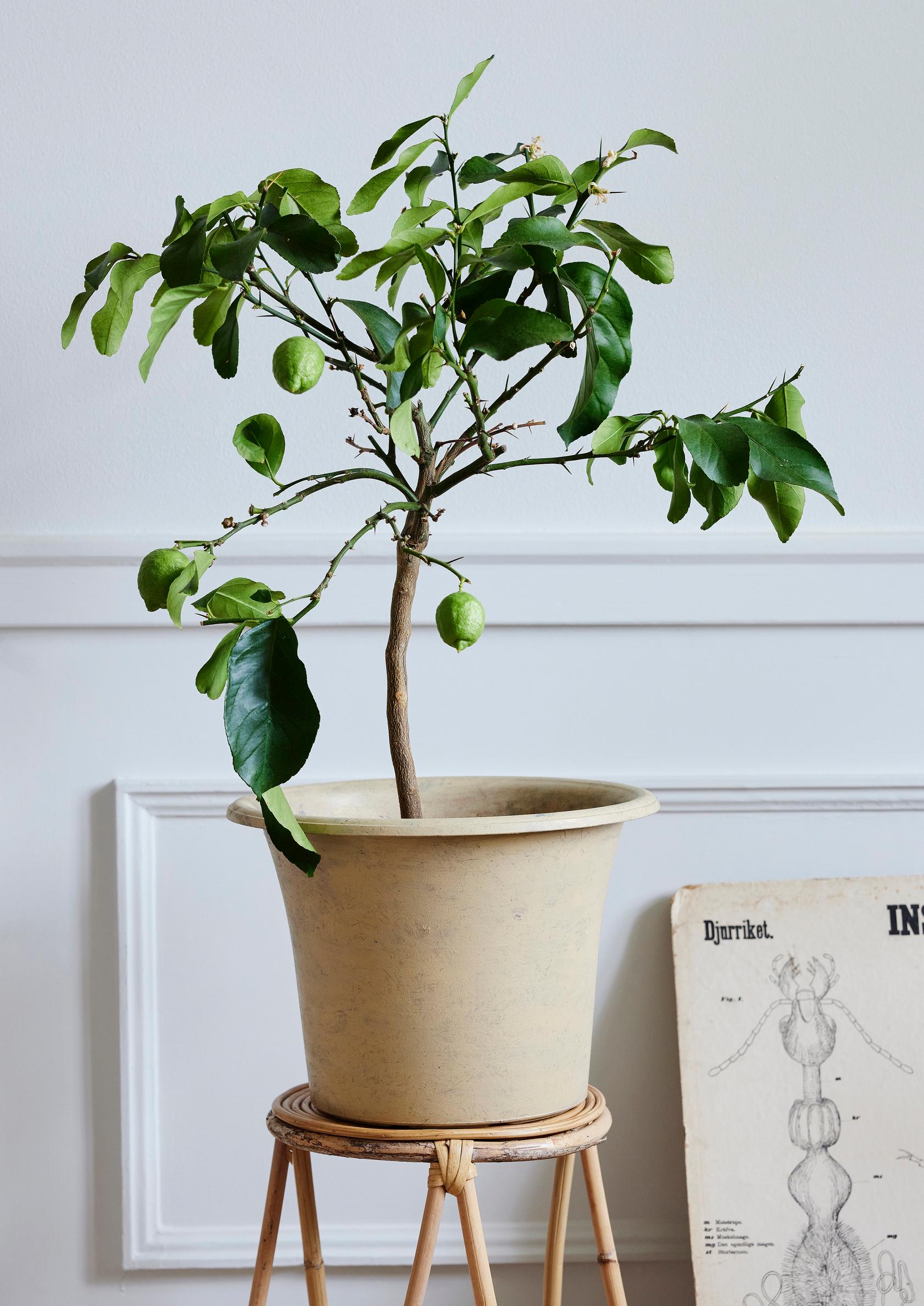 Painting a plastic pot