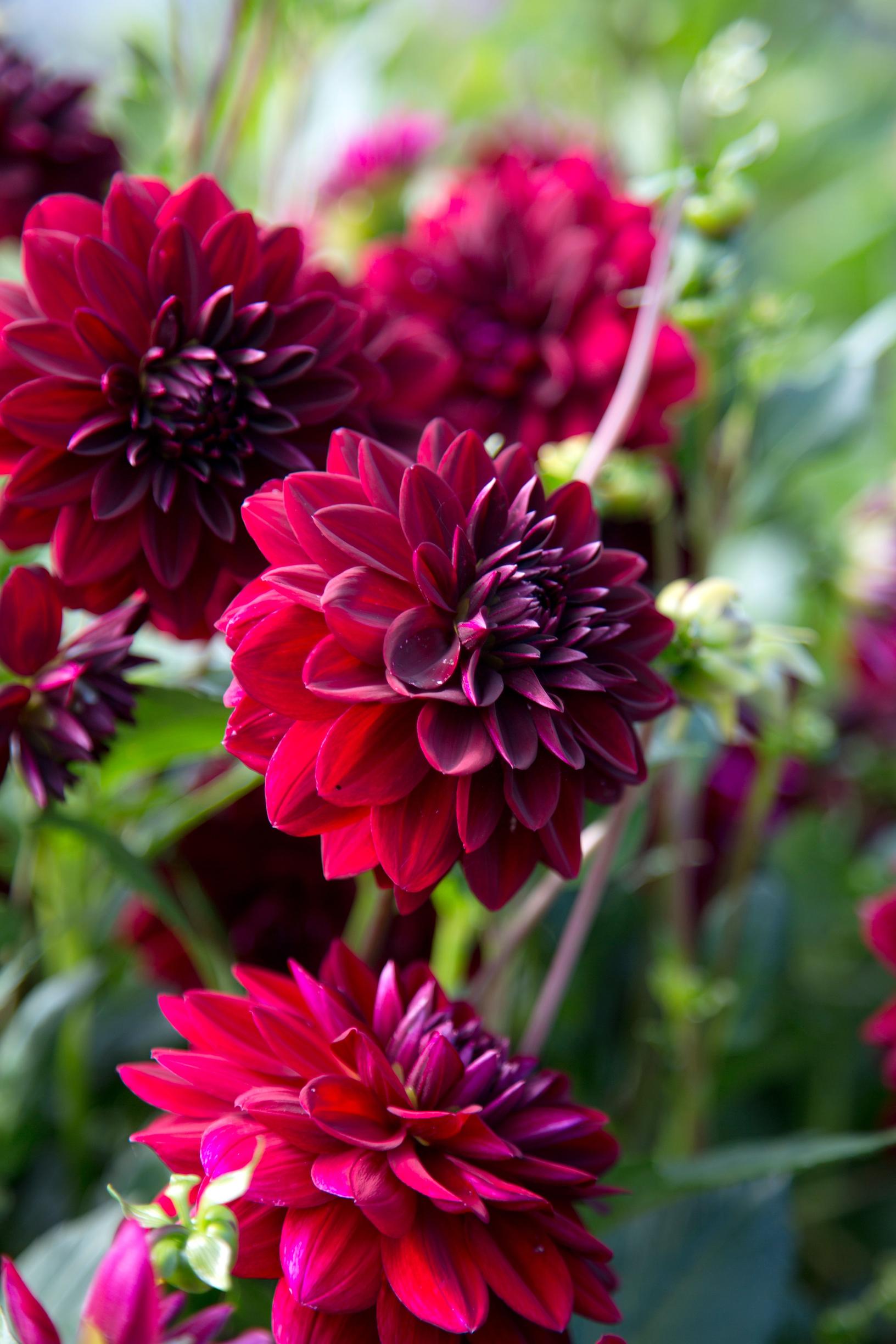 Growing and caring for dahlias: here’s how to make them flourish year after year