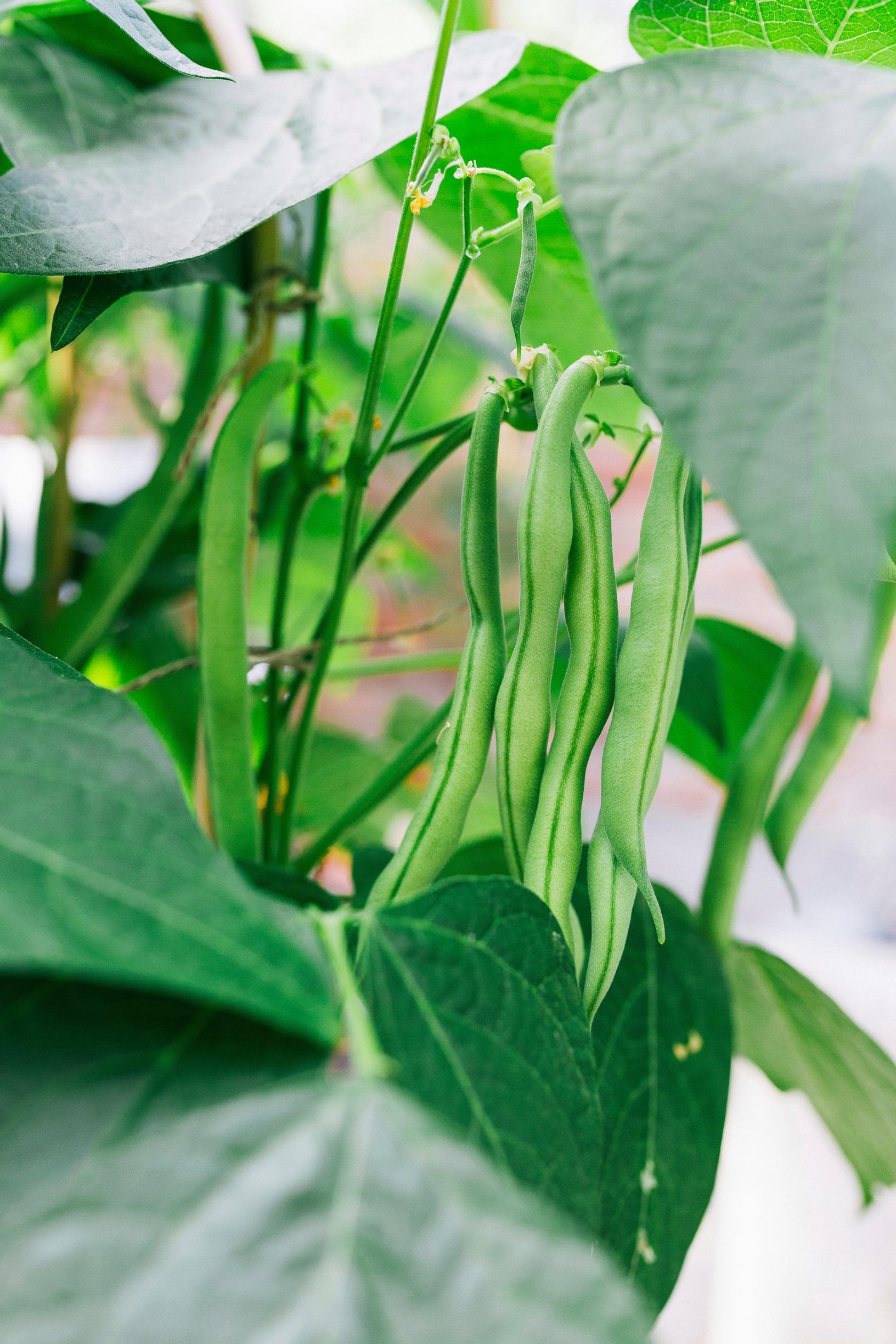 Bean varieties: French bean ’Maxi’