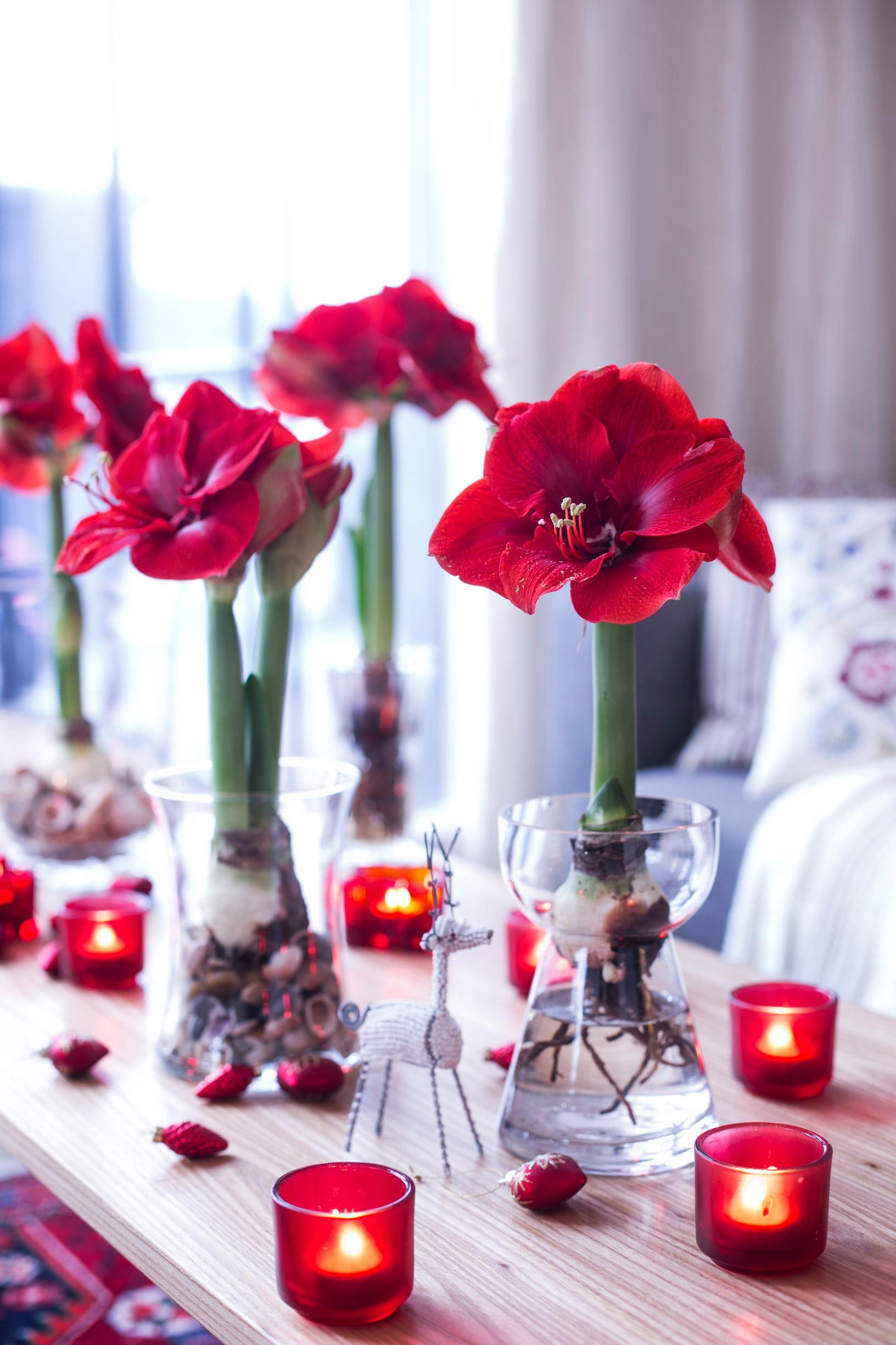 Amaryllis: here's how to care for the Christmas favorite and enjoy longer blooms