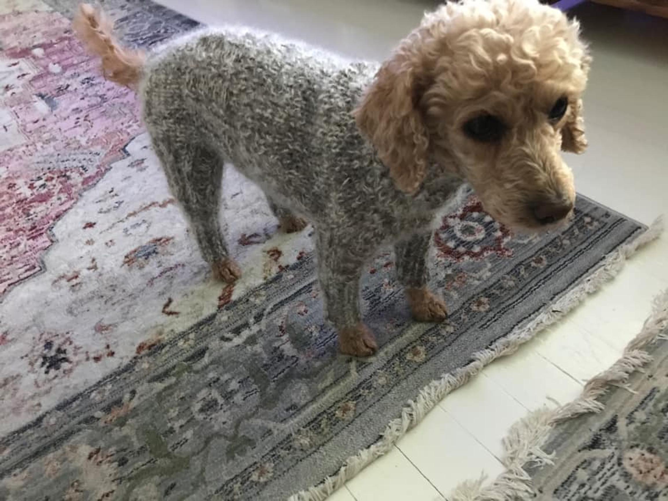 Miniature Poodle Minni in a gray full suit.