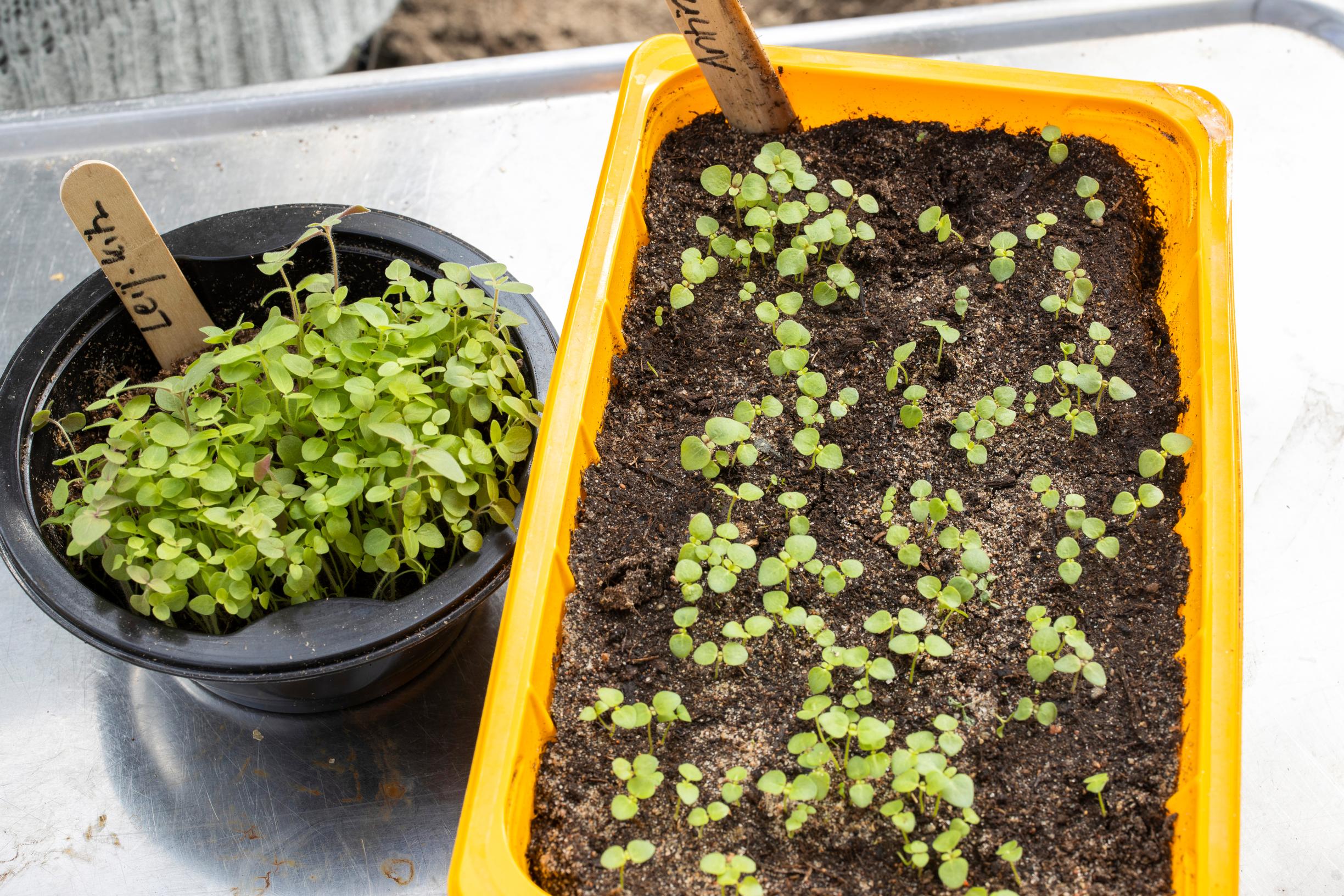 sowing tiny seeds