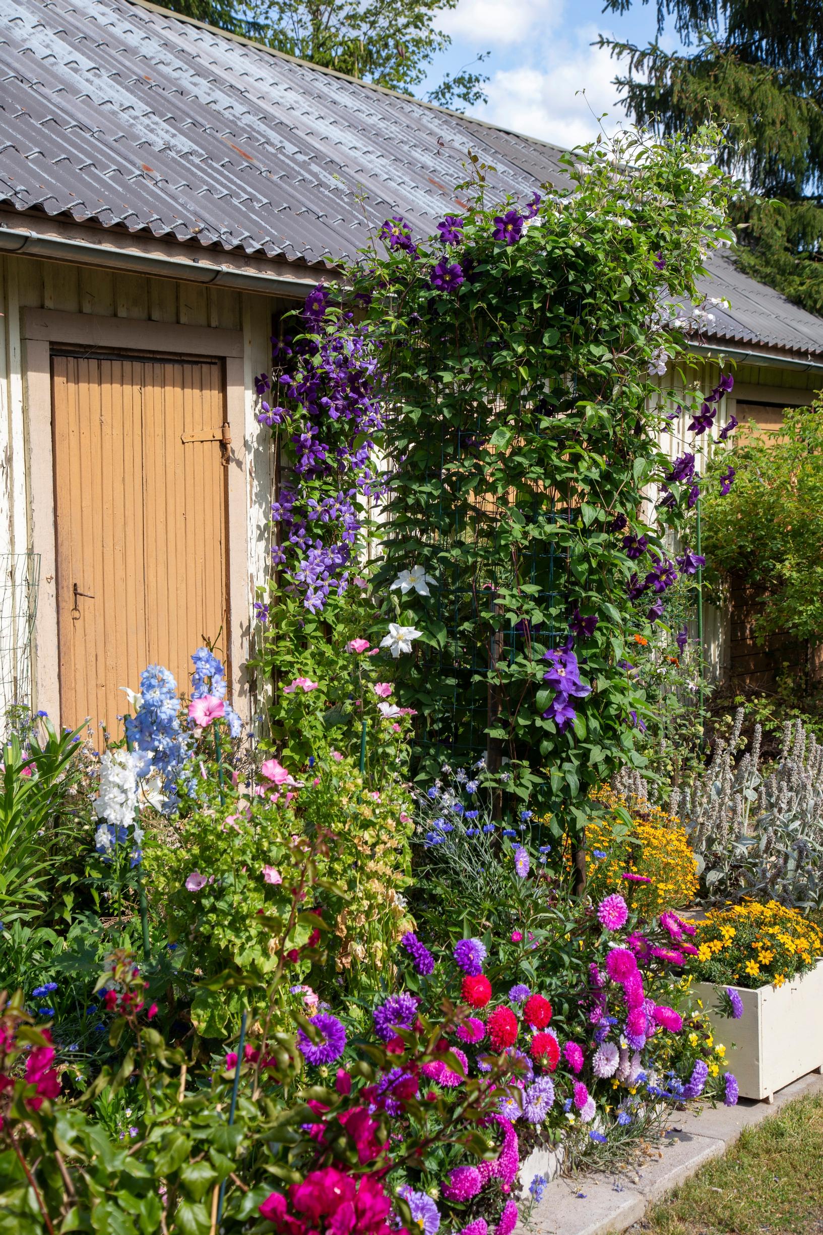 On the clematis pillar, ‘Uno Kivistik,’ ‘Viola,’ and the white-bloomed ‘Huldine’ climb together. ‘Jackmanii’ blooms on the wall.