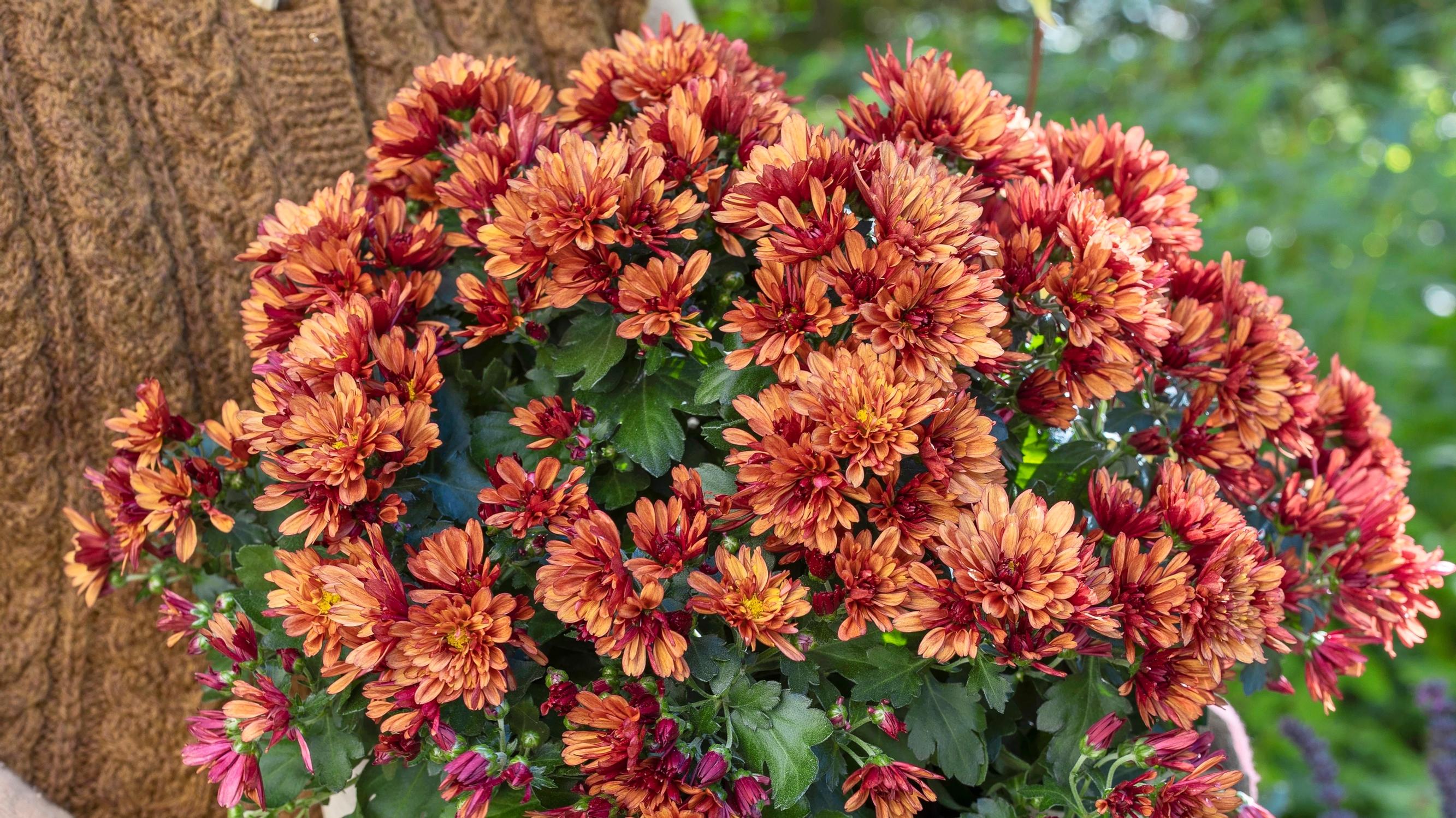 Keep your autumn chrysanthemum radiant for longer