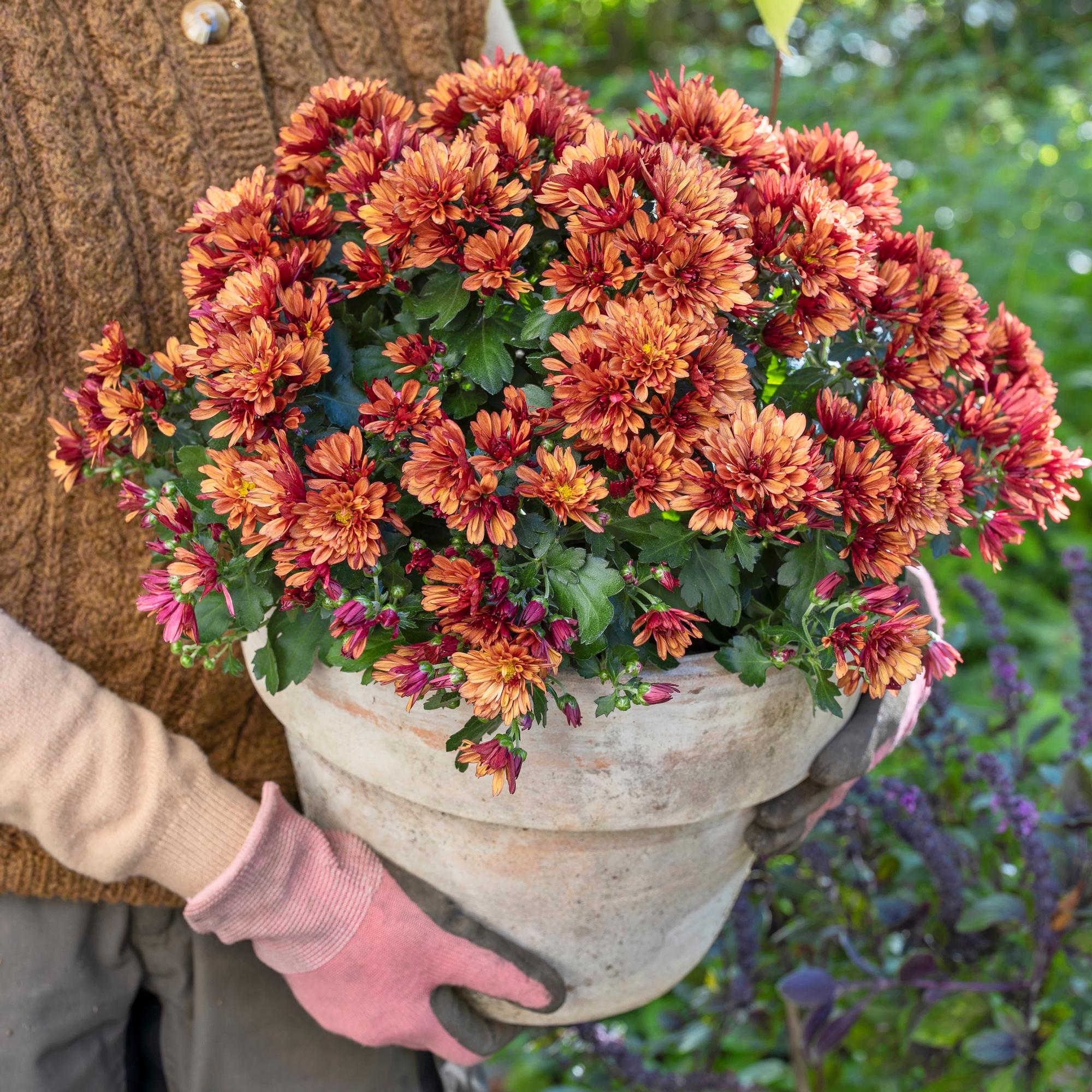 Keep your autumn chrysanthemum radiant for longer
