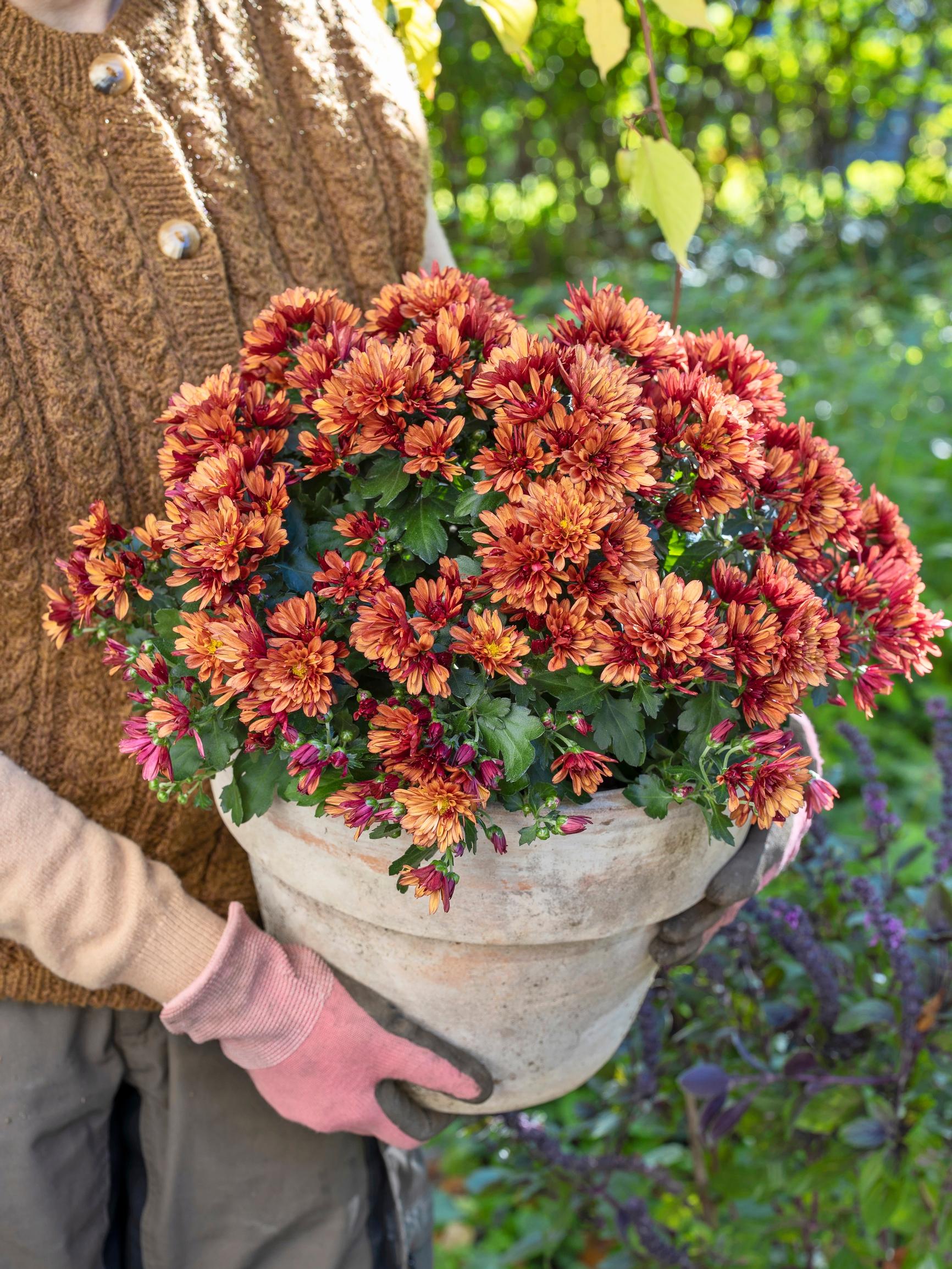 Keep your autumn chrysanthemum radiant for longer