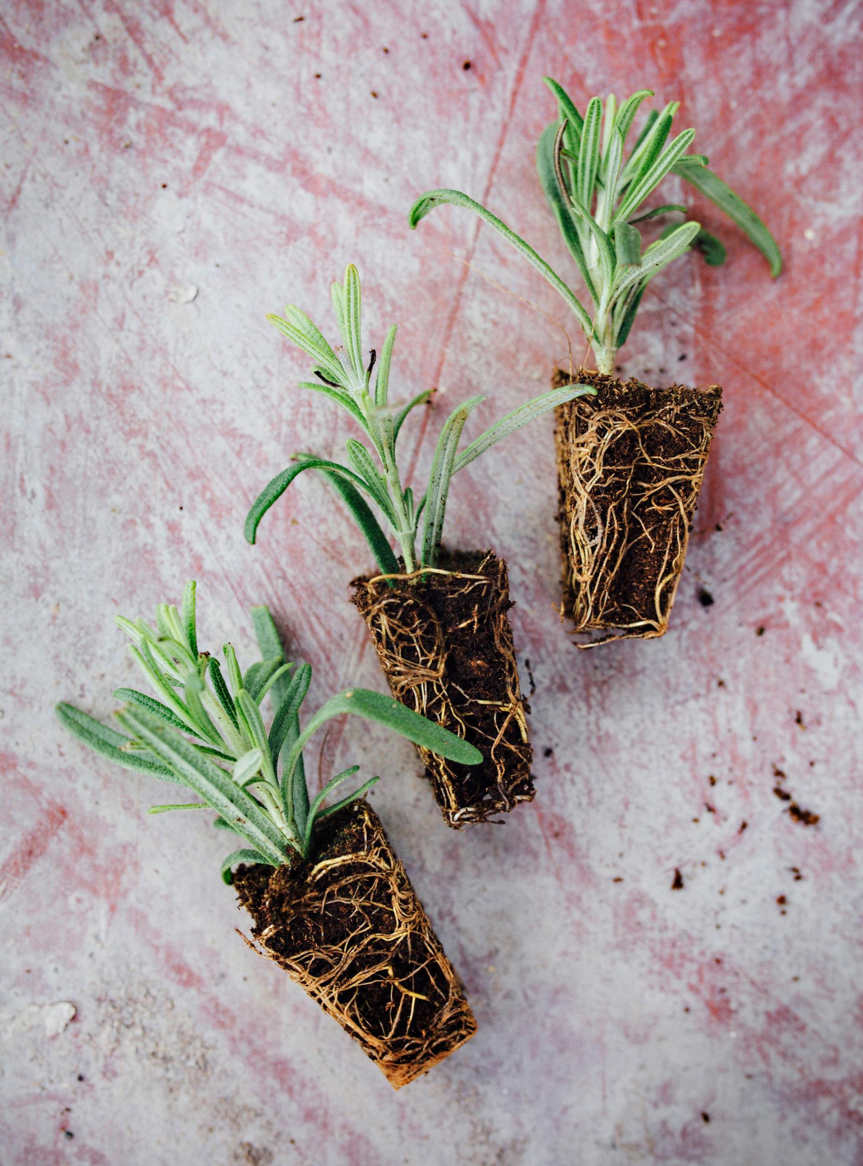 Rosemary seedlings