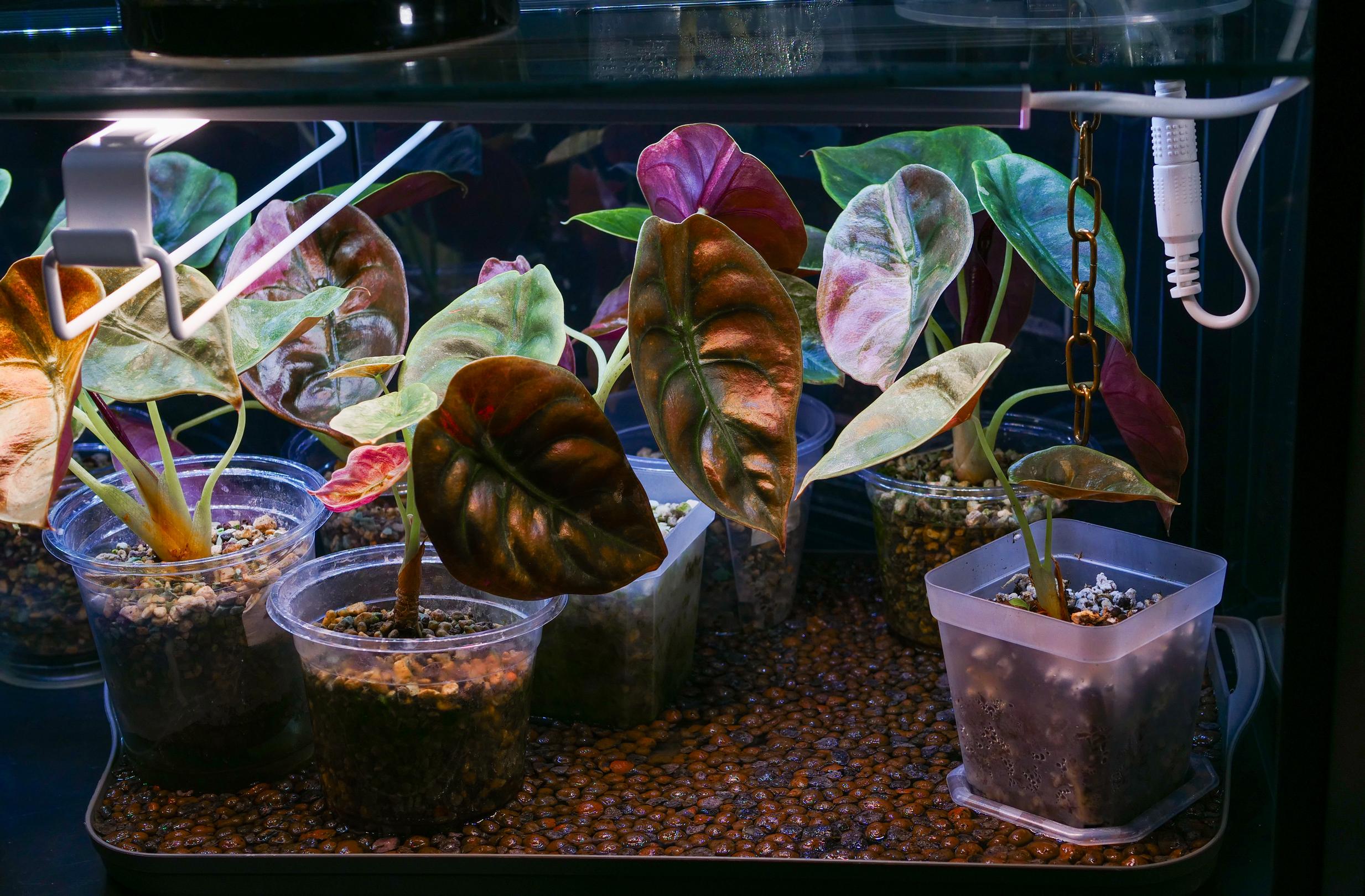 alocasias in a plant cabinet