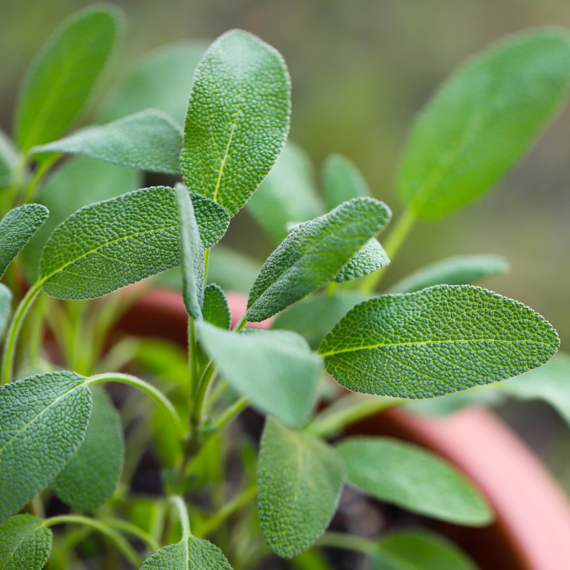 Sage: an ancient herb for cooking and healing – see how to grow it