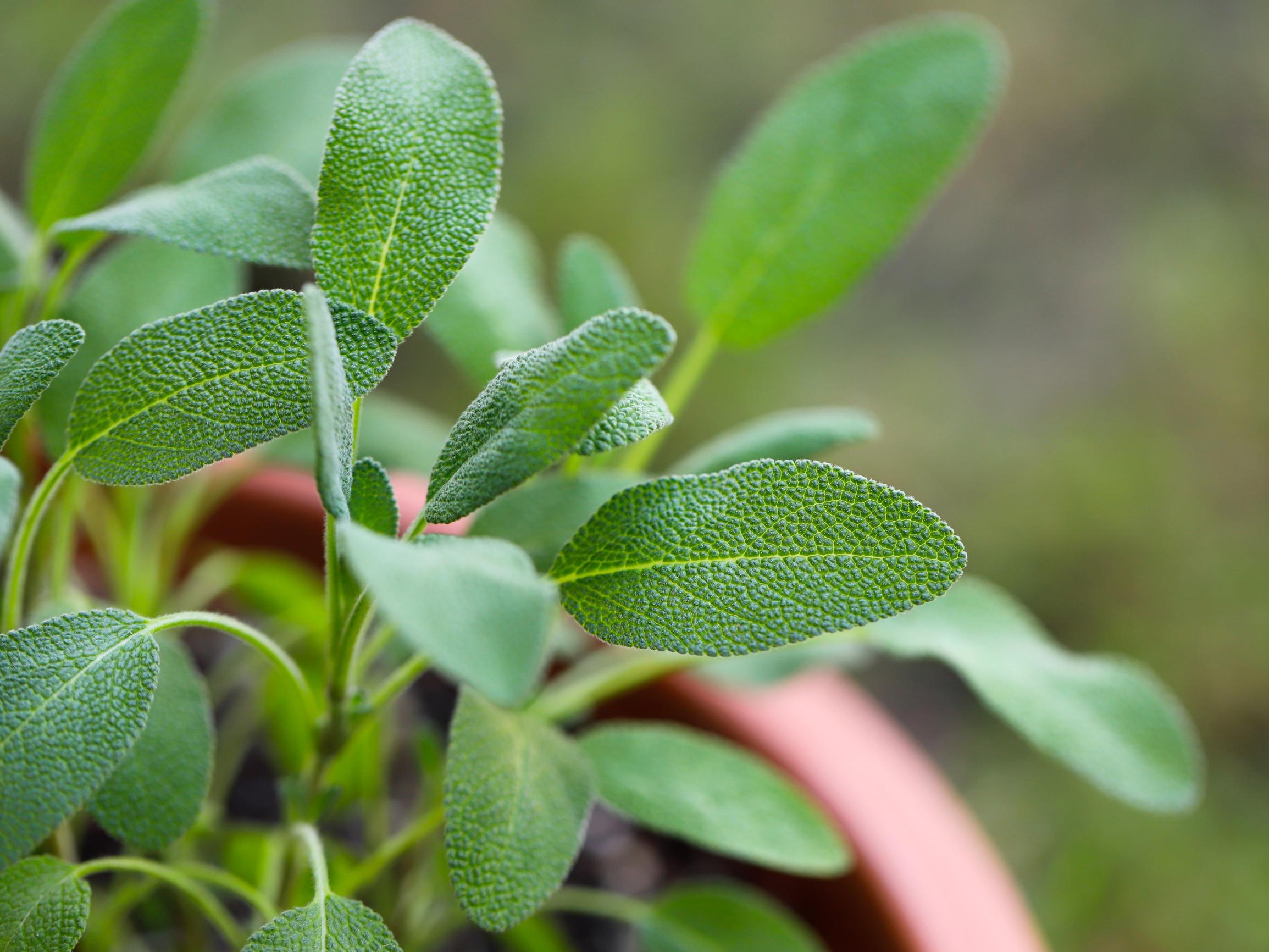 Sage: an ancient herb for cooking and healing – see how to grow it