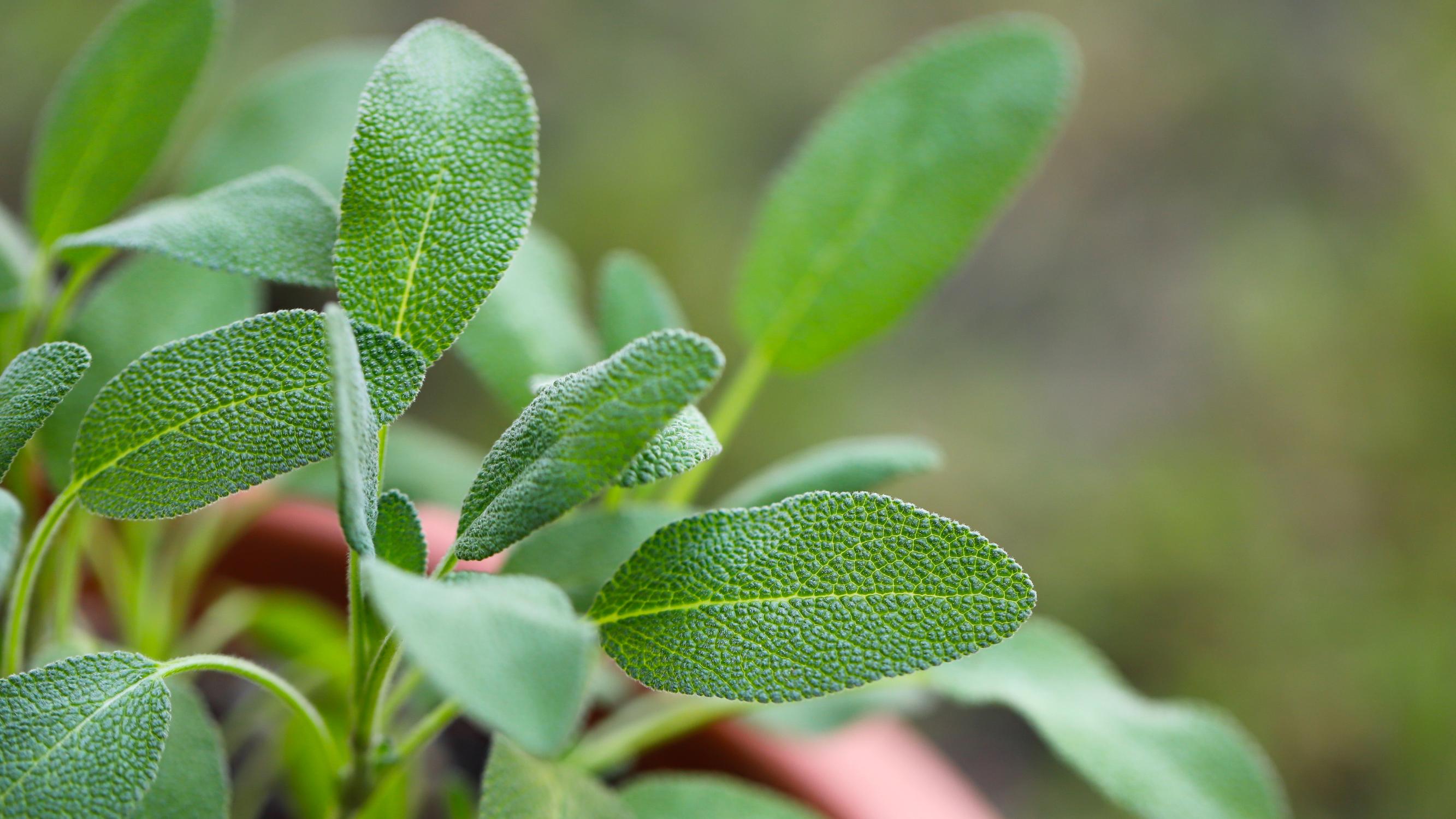 Sage: an ancient herb for cooking and healing – see how to grow it