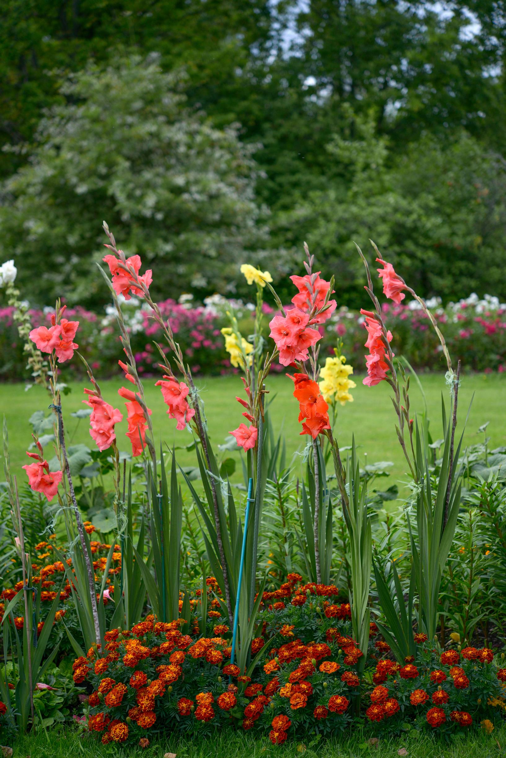 An upright gladiolus benefits from underplanting, such as marigolds.
