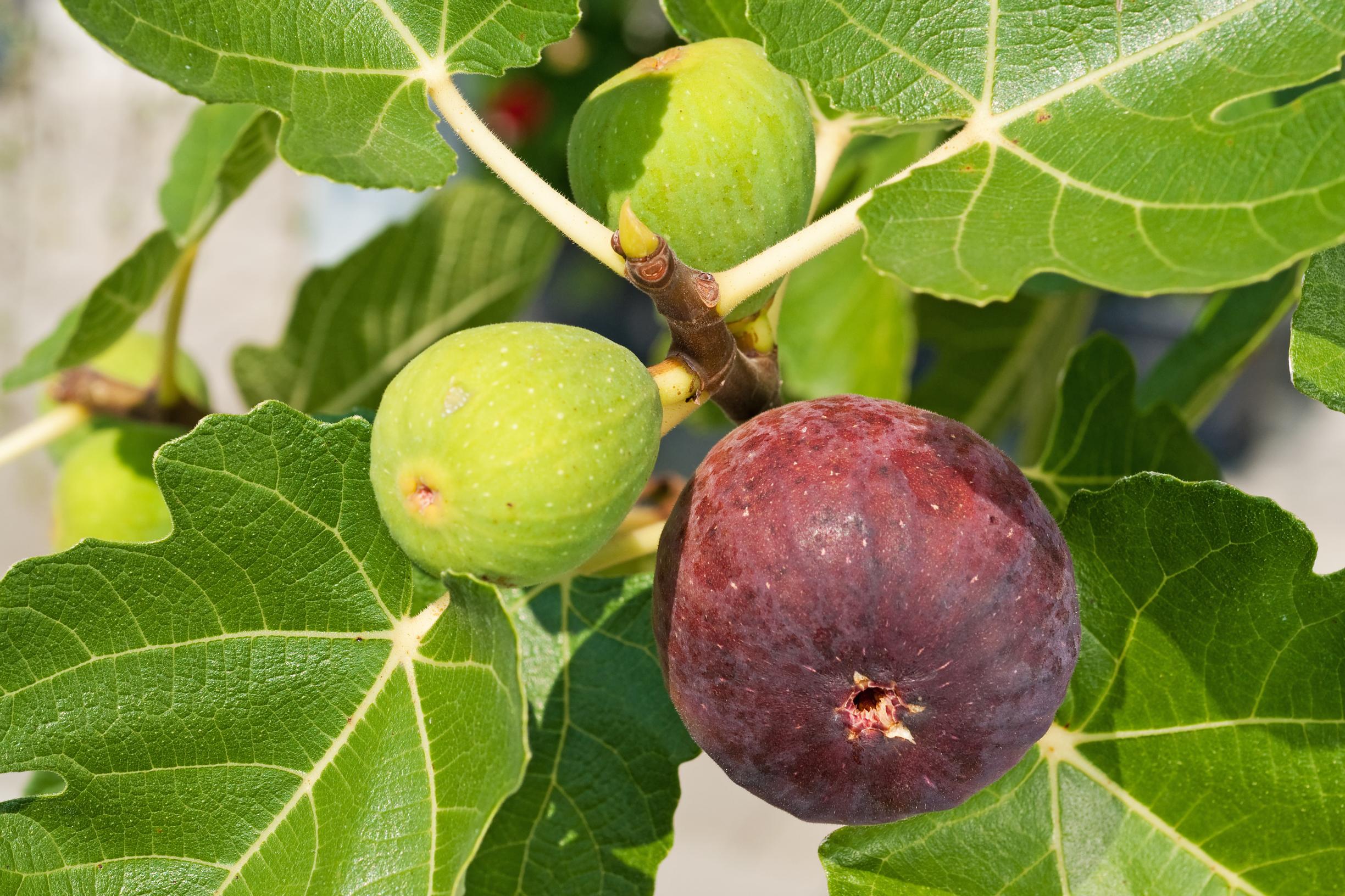 Ficus plant care: fruit