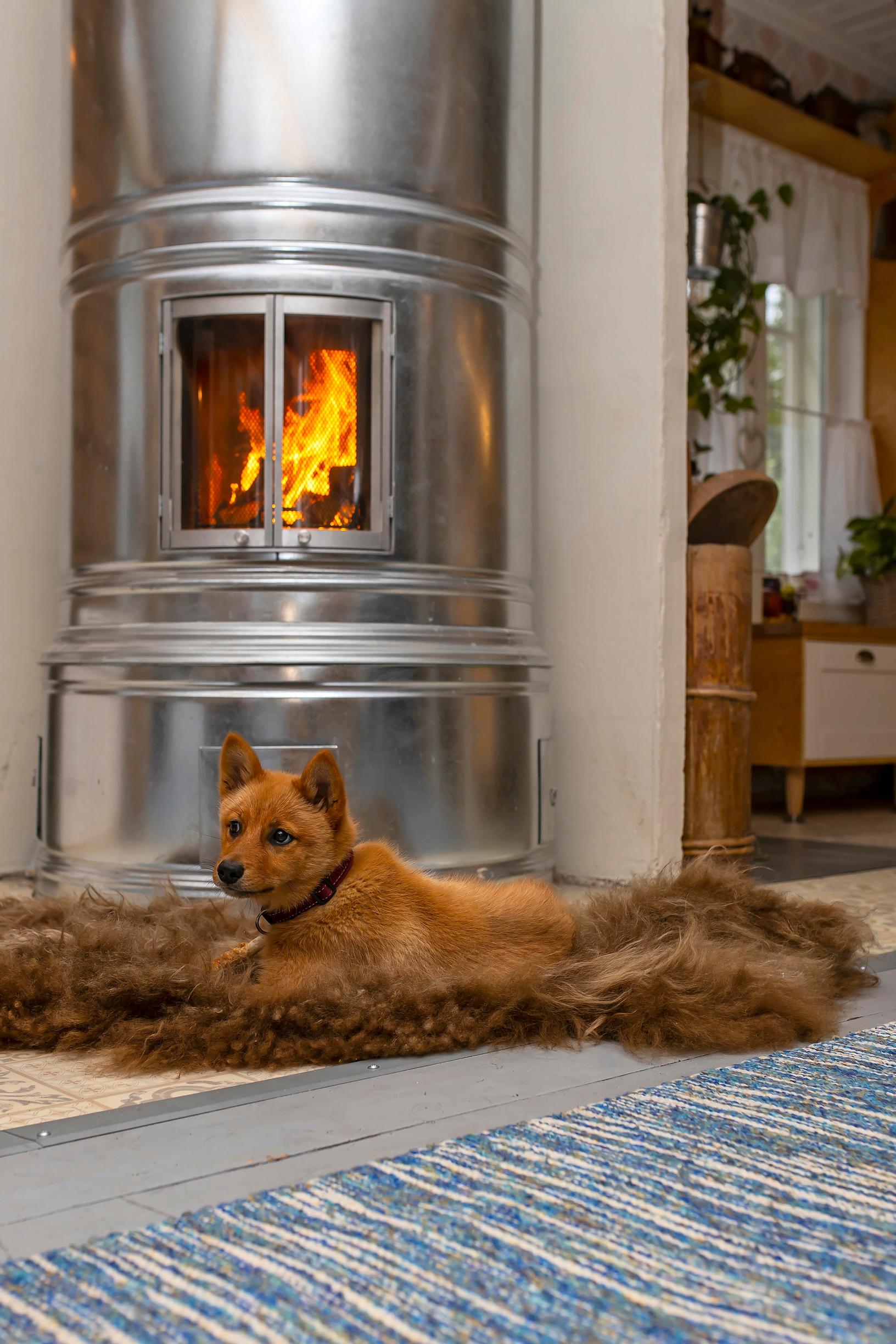 A dog lounging in front of the cylindrical stove