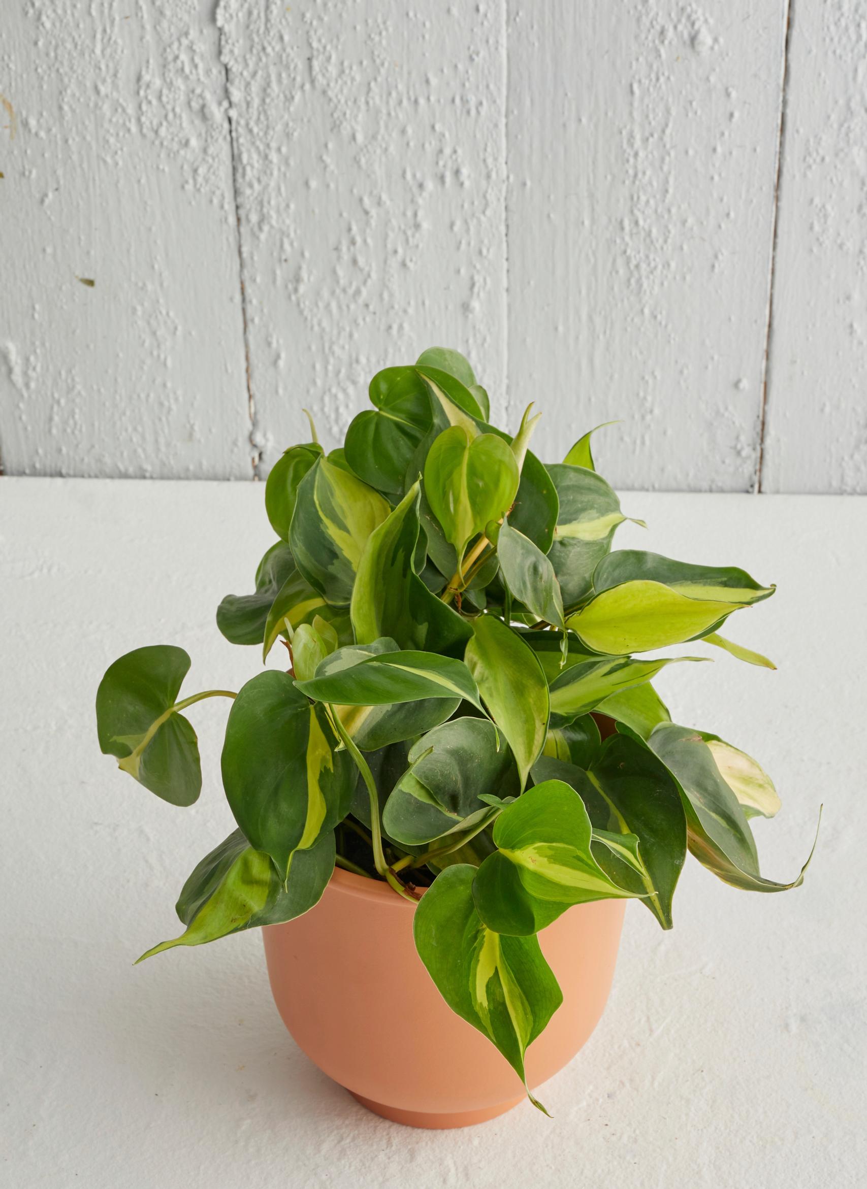 philodendron: heartleaf philodendron