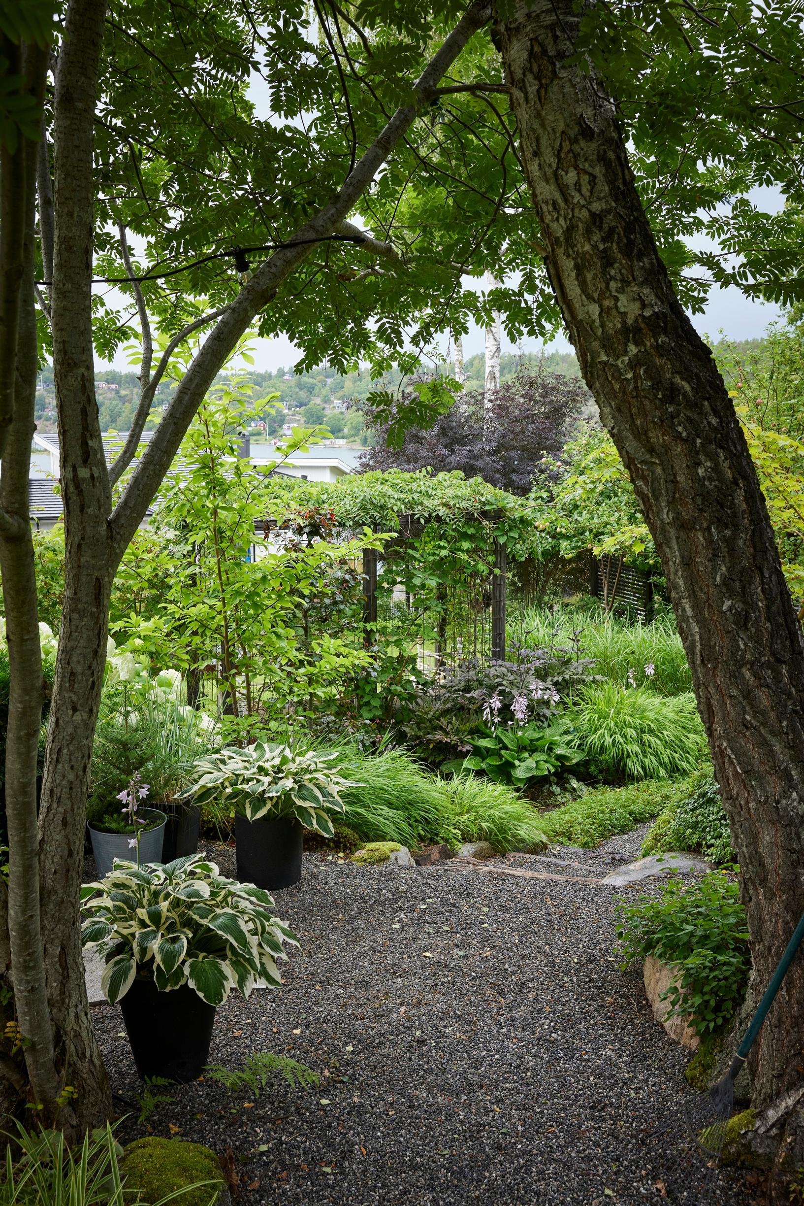 Moosegarden: ‘Patriot’ hostas in pots.