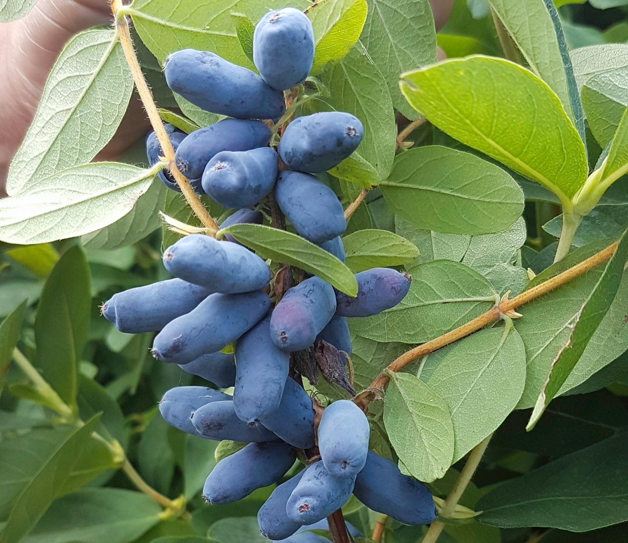 Honeyberry—also called sweetberry honeysuckle—’Strawberry Sensation’.