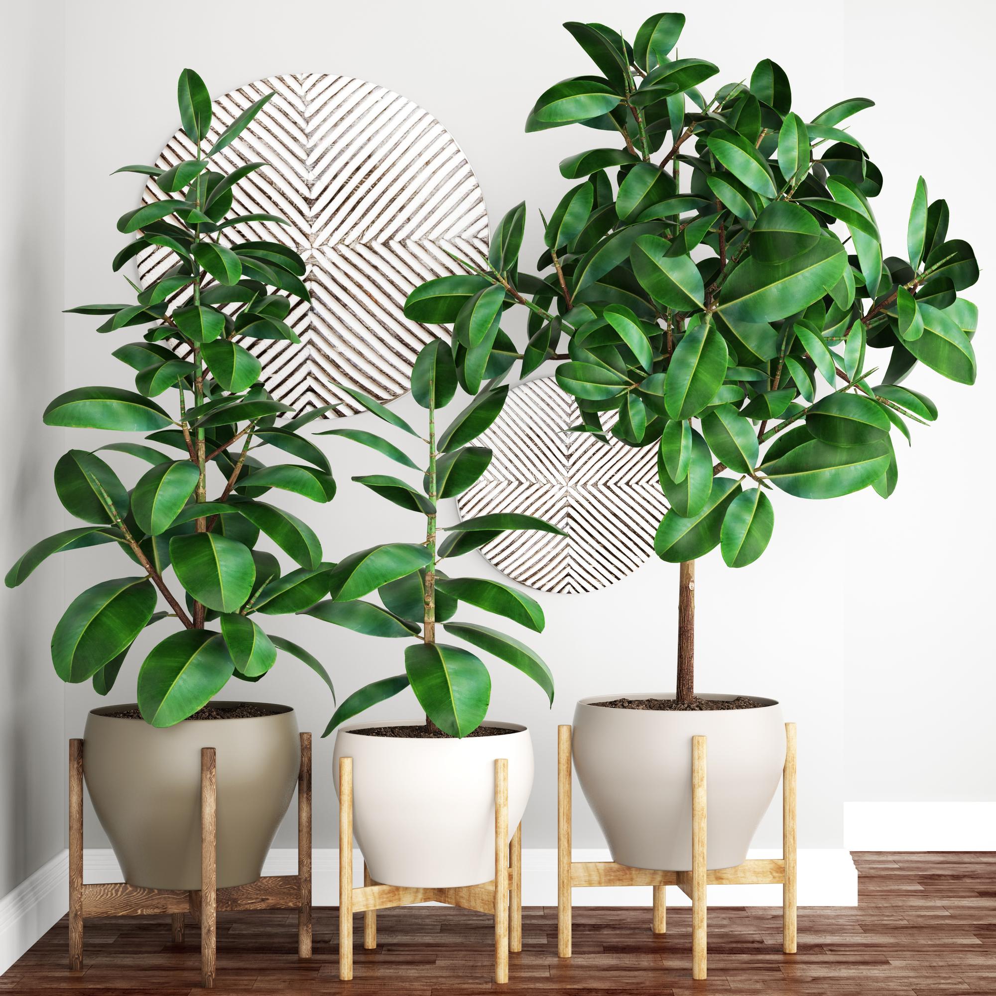 Ficus plant care