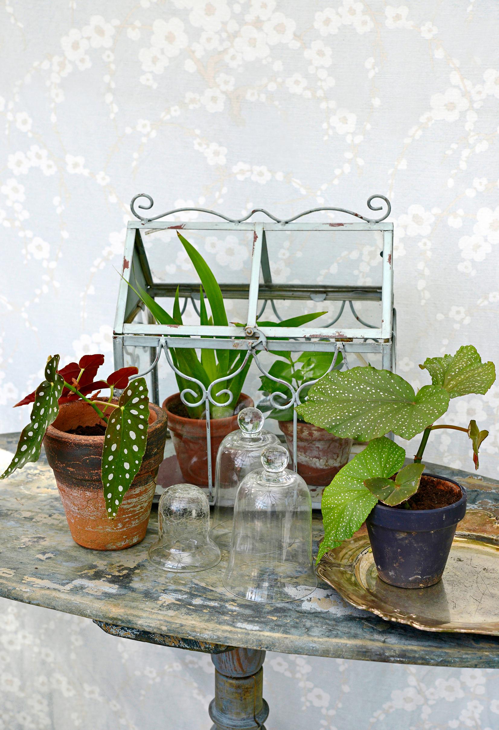 growing plant cuttings
