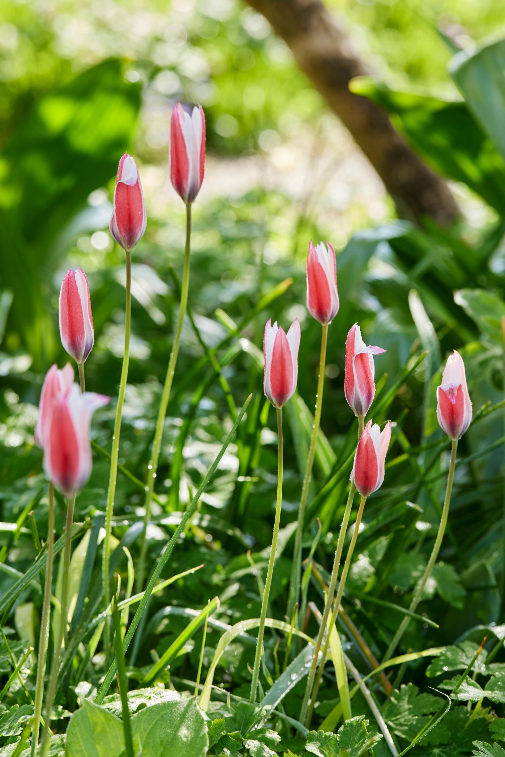 Jacqueline van der Kloet’s garden