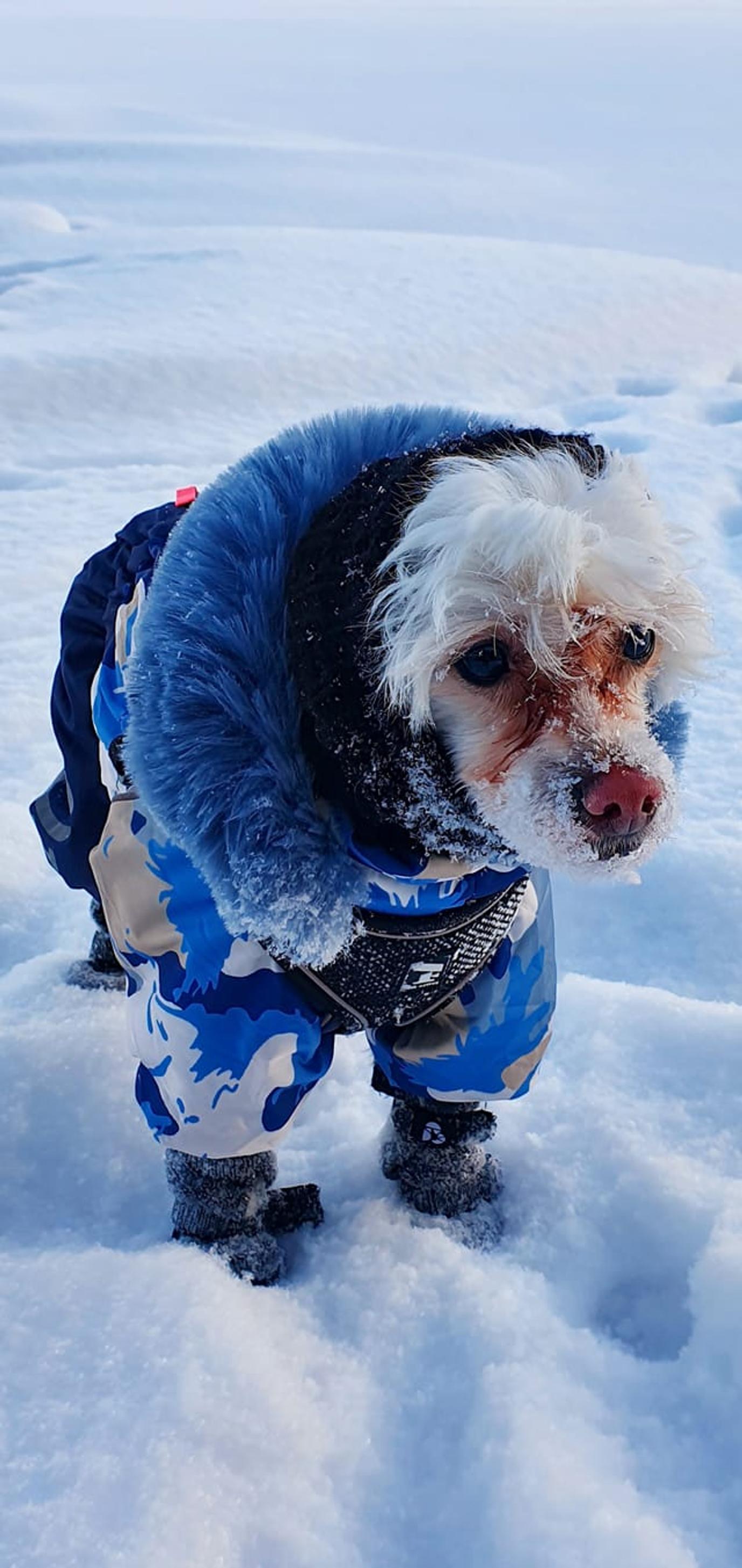 Kuura the Chinese Crested Dog in a winter outfit