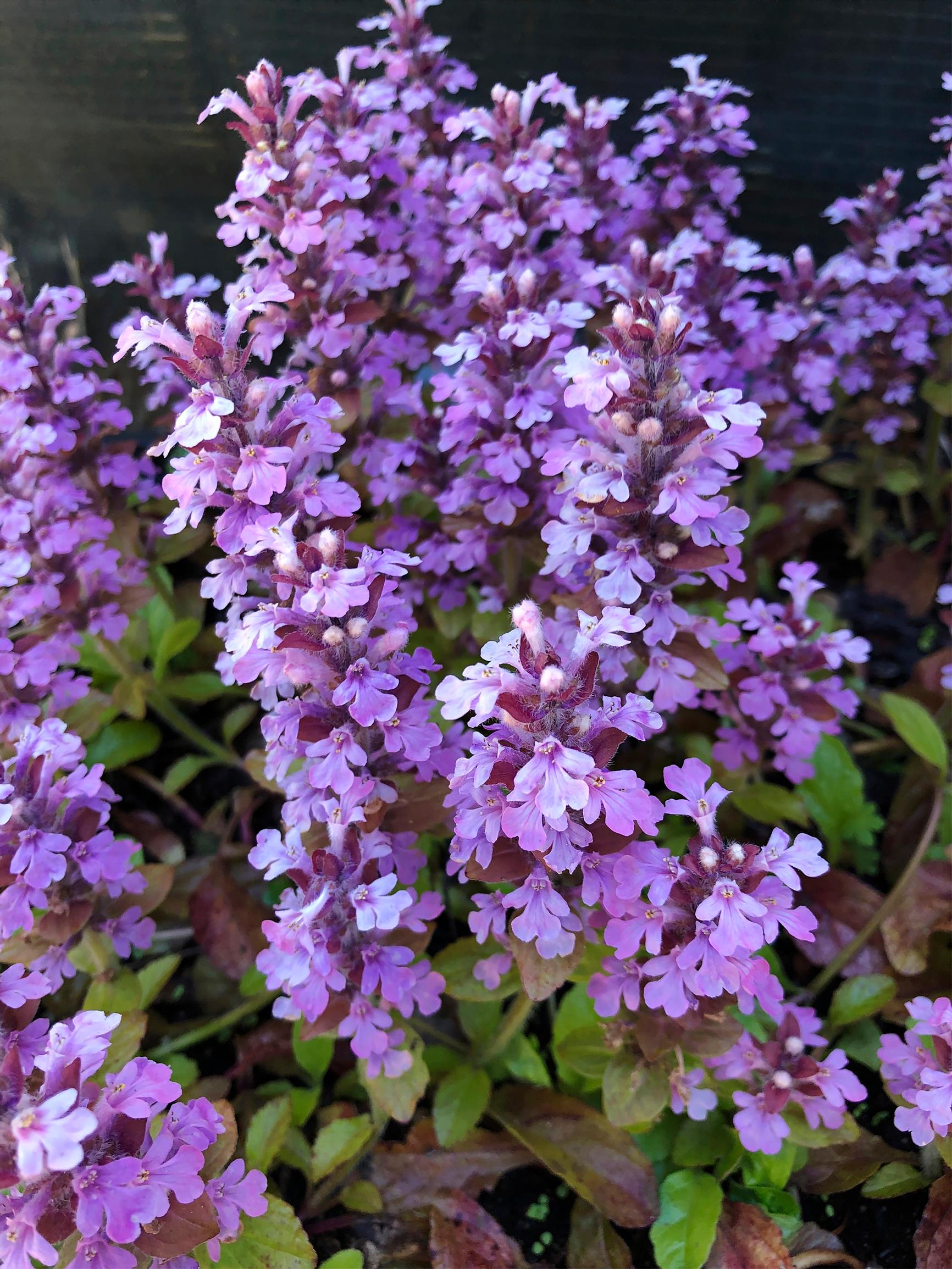 bugleherb