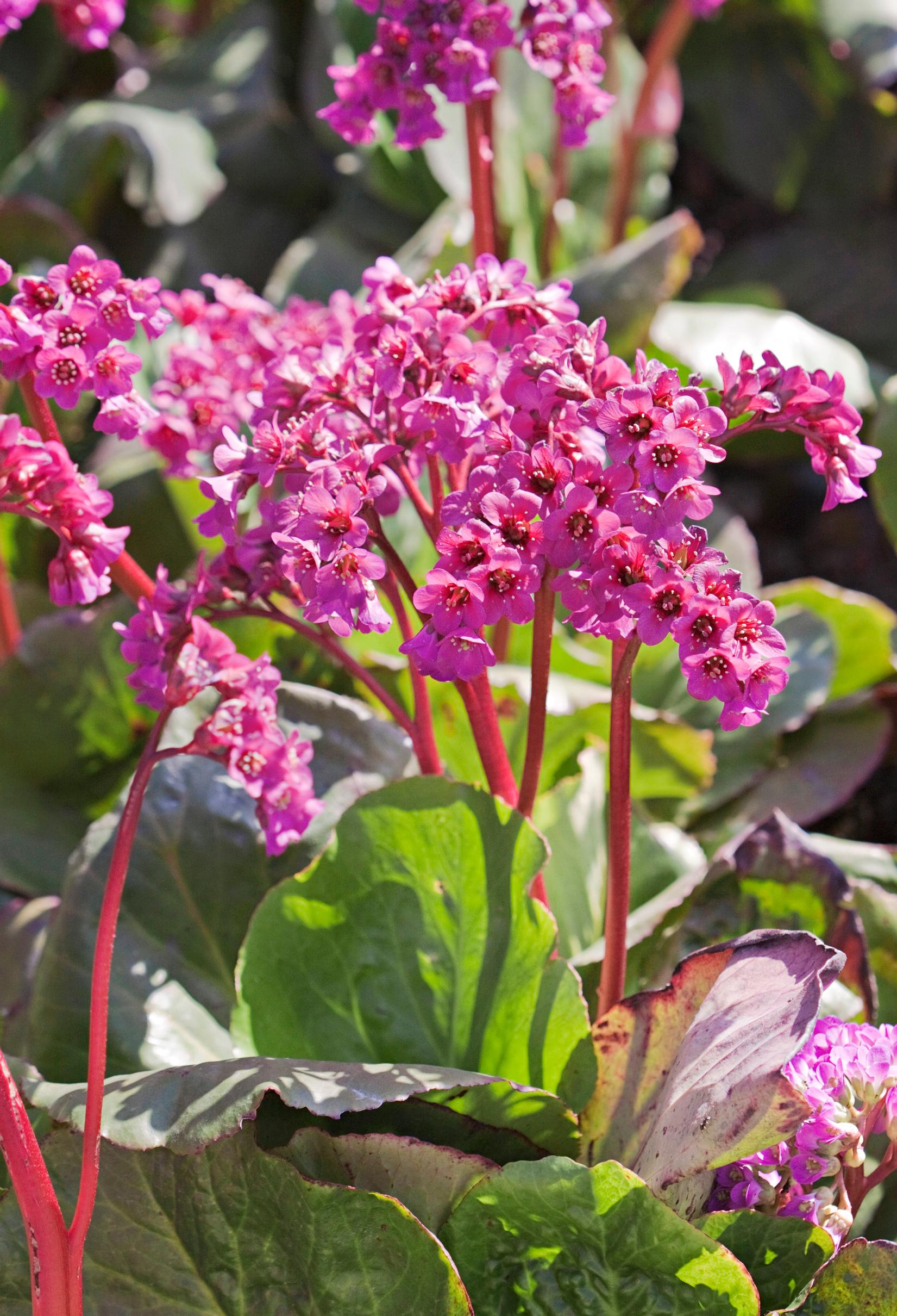 Bergenia