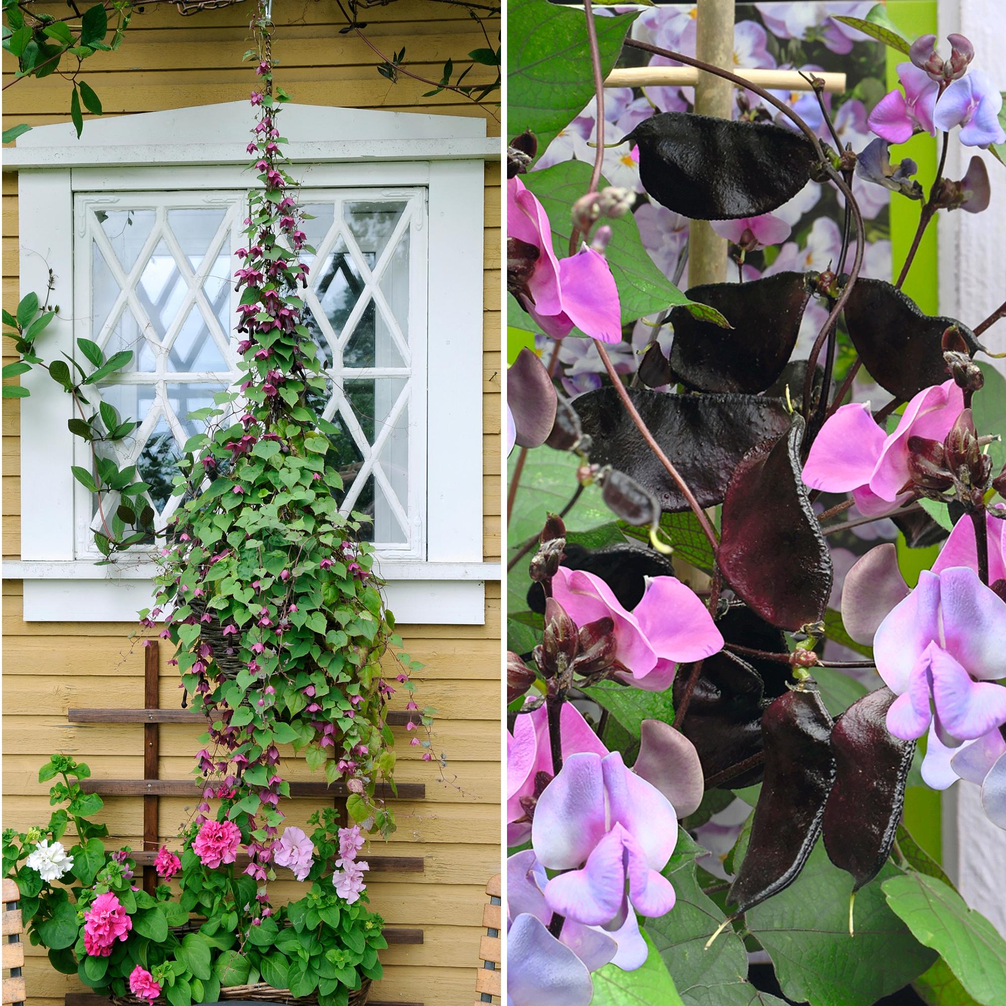 Up to three meters in a single summer! Fast growing climbers for baskets and trellises