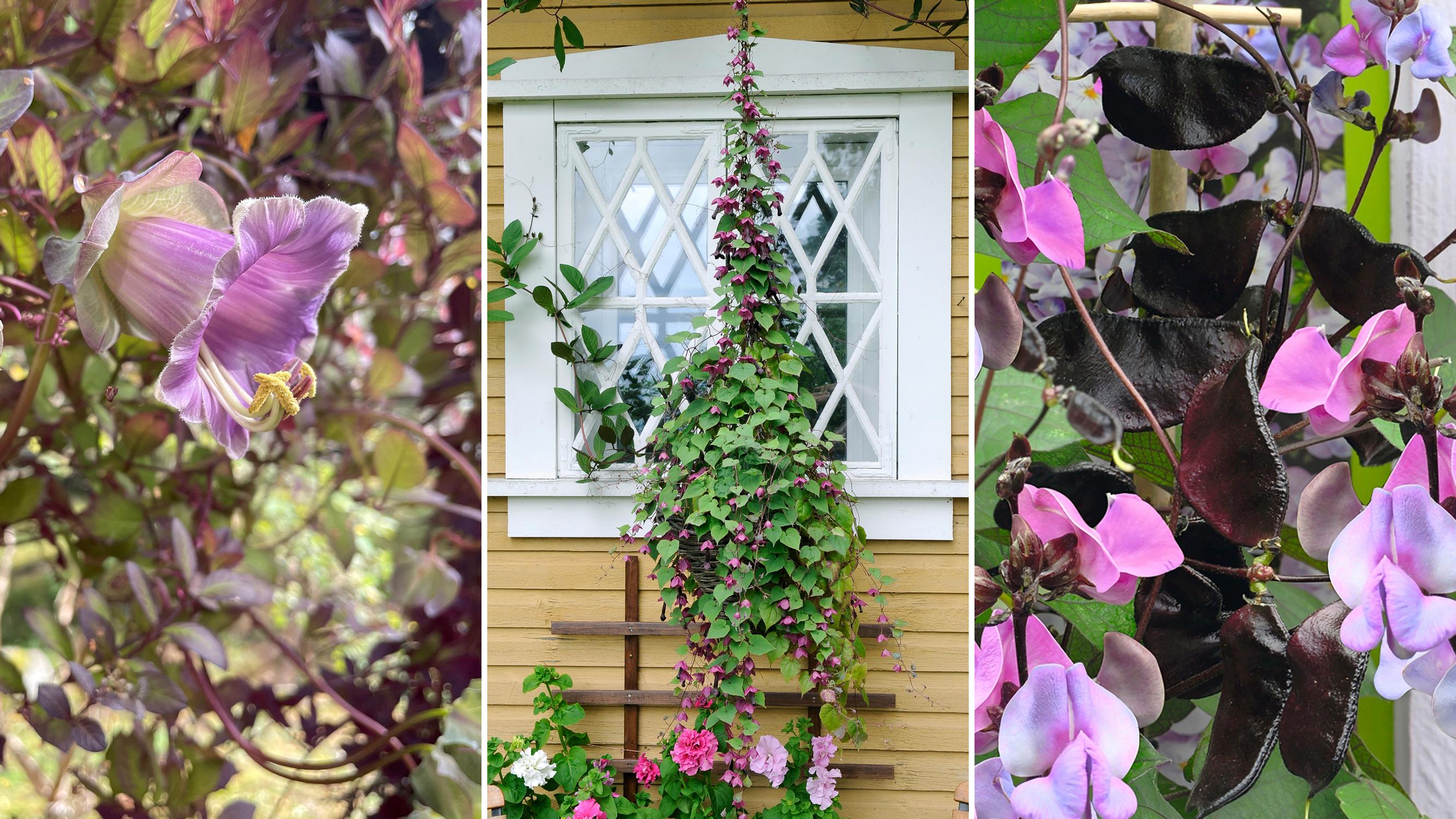 Up to three meters in a single summer! Fast growing climbers for baskets and trellises