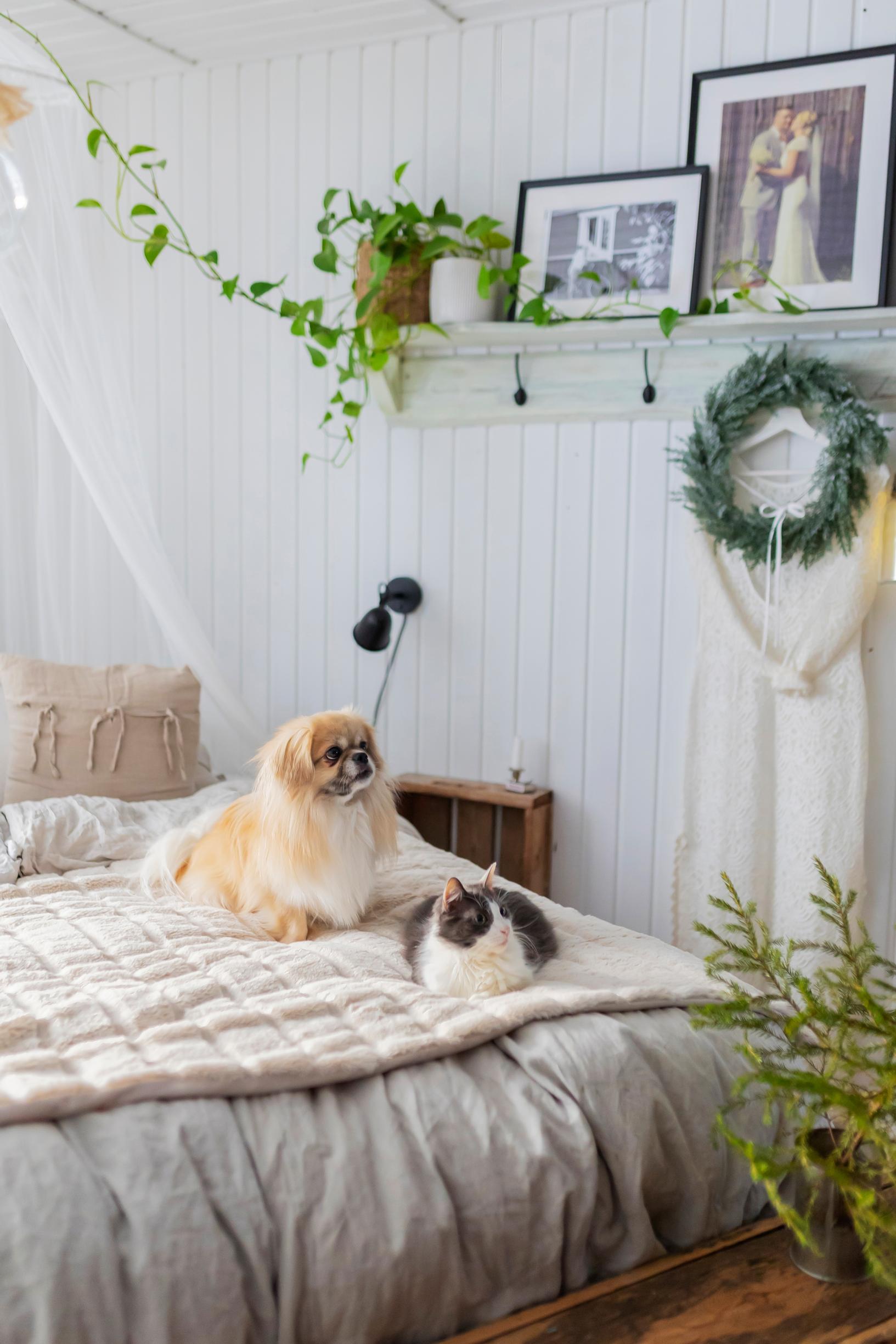 A dog and a cat on the bed